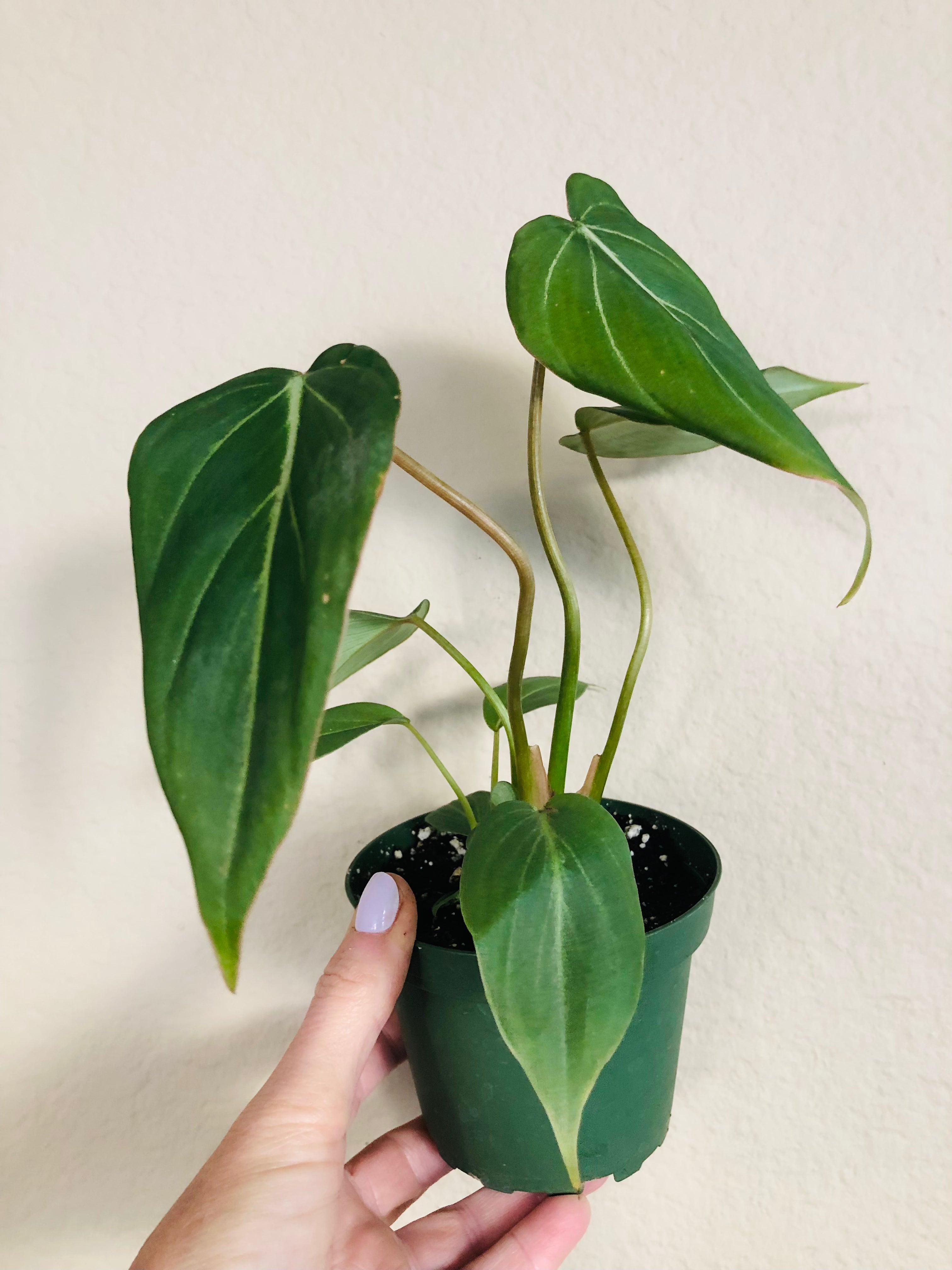 Philodendron 'Gloriosum'