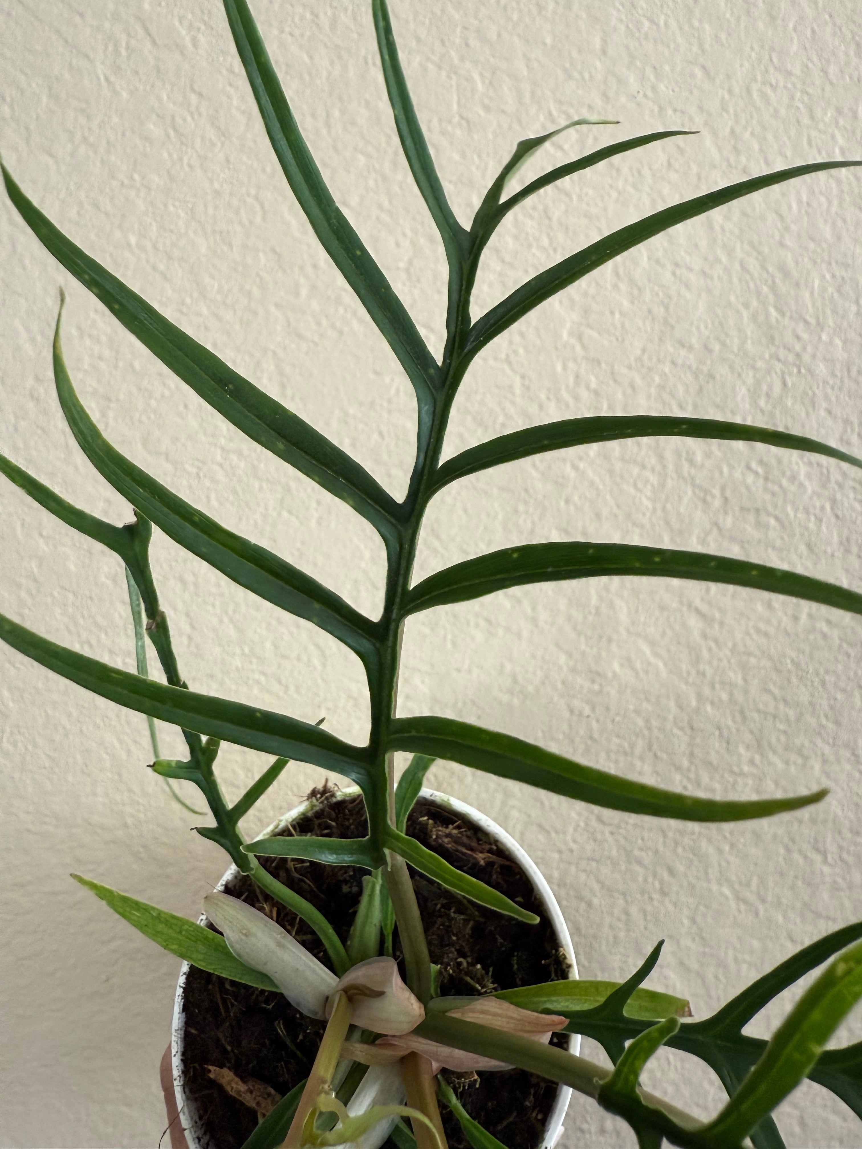 Philodendron Tortum