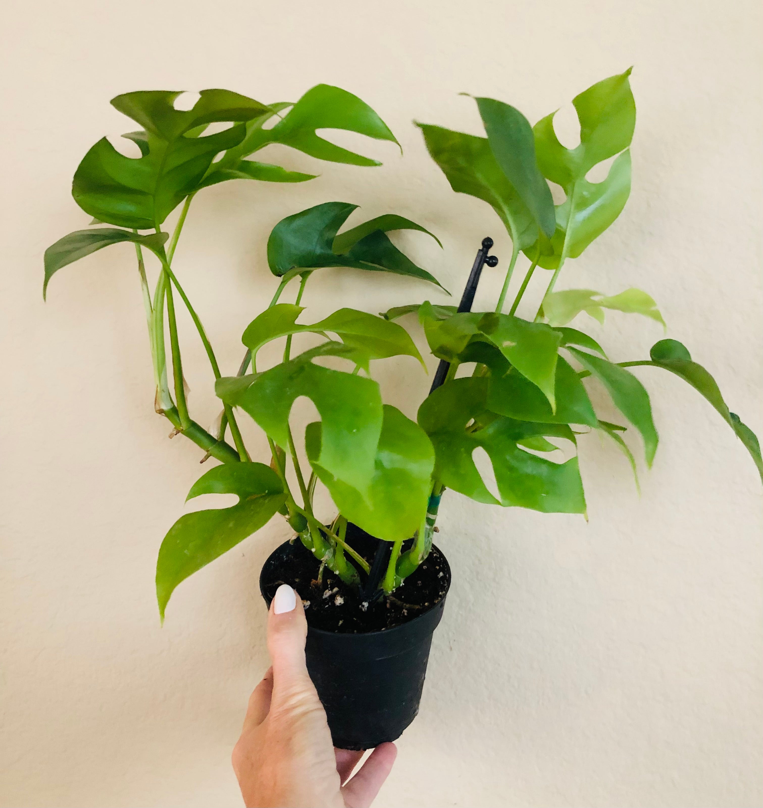 Rhaphidophora Tetrasperma ‘Mini Monstera’