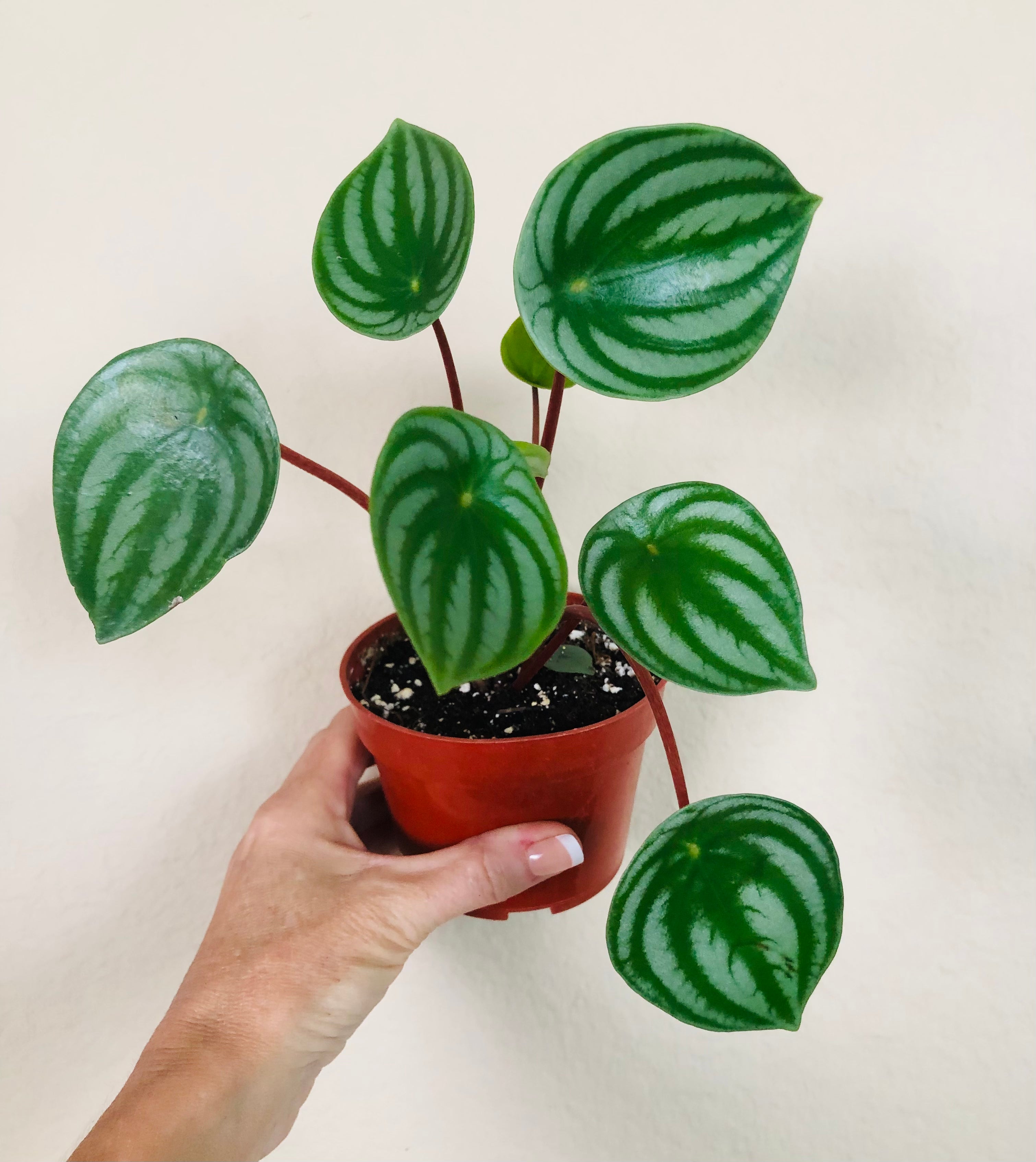 Peperomia 'Watermelon'