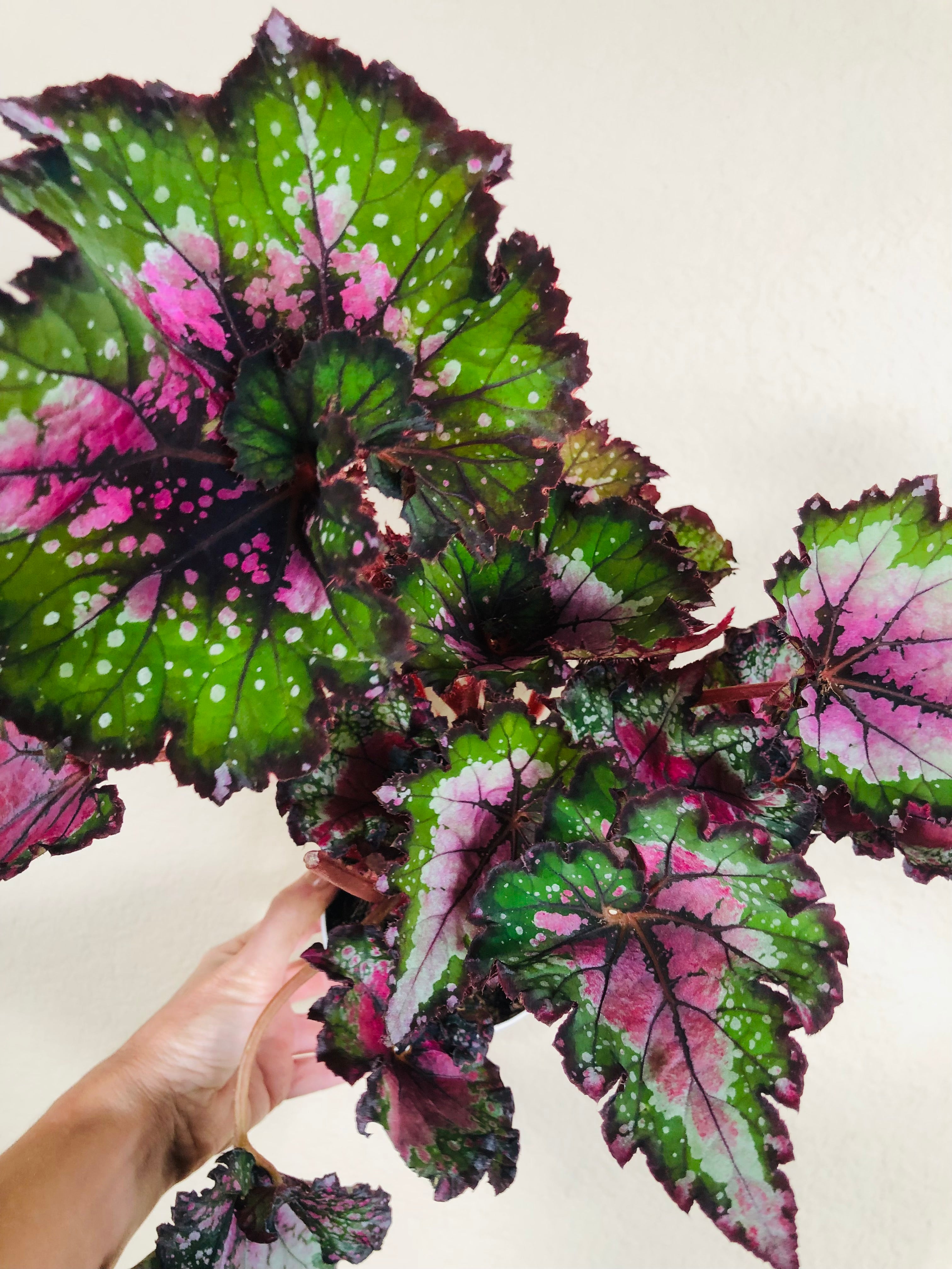 Begonia Rex 'Watermelon'