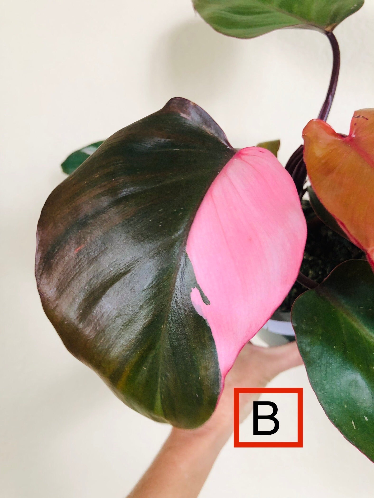 Philodendron 'Pink Princess'