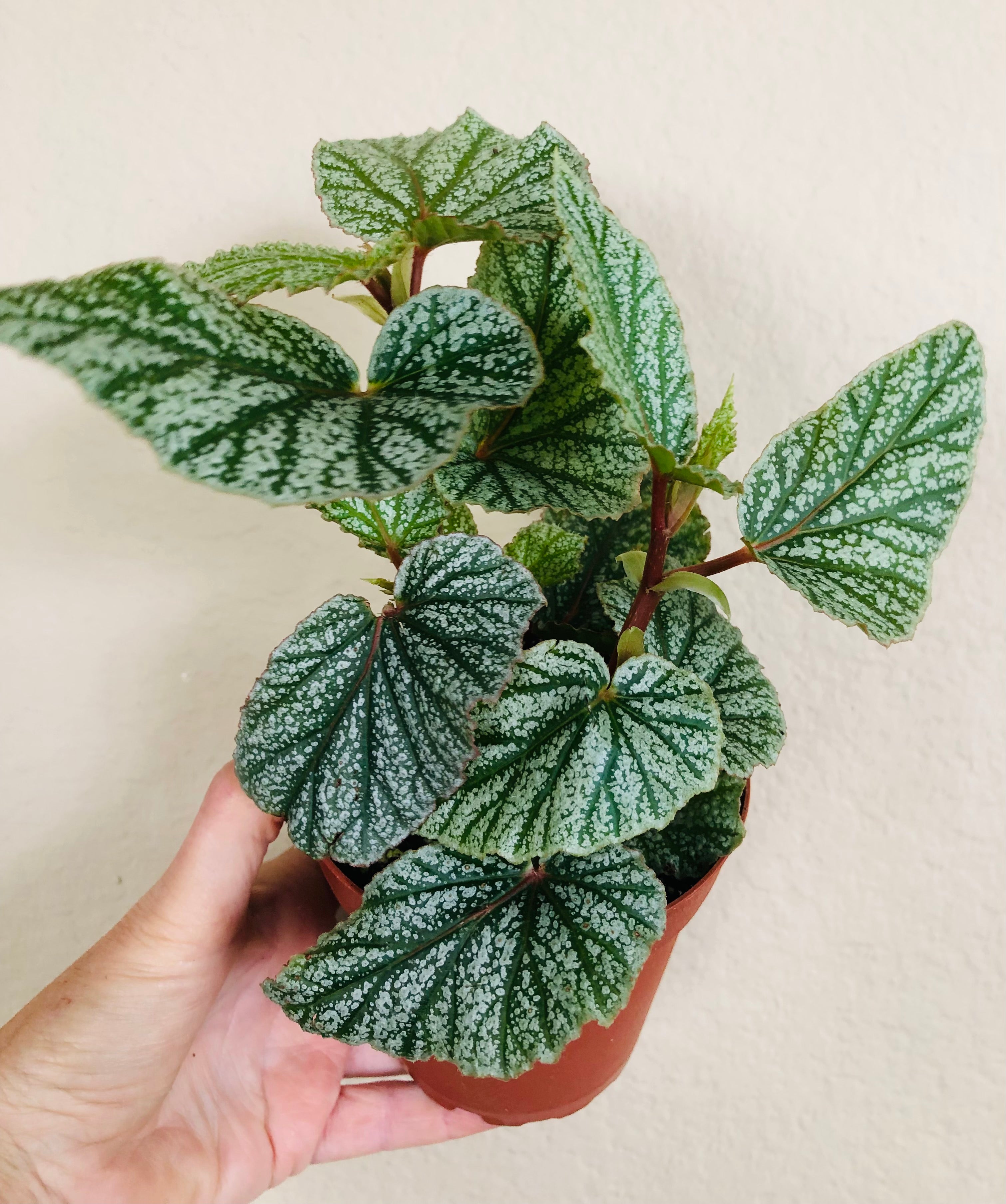 Begonia 'Snow Capped