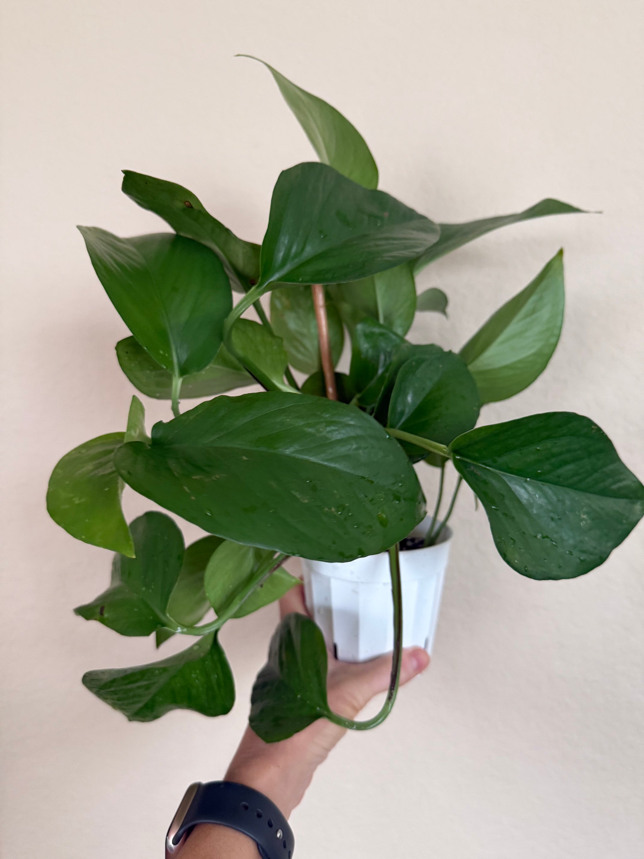 mature pothos jade Pothos 'Jade'