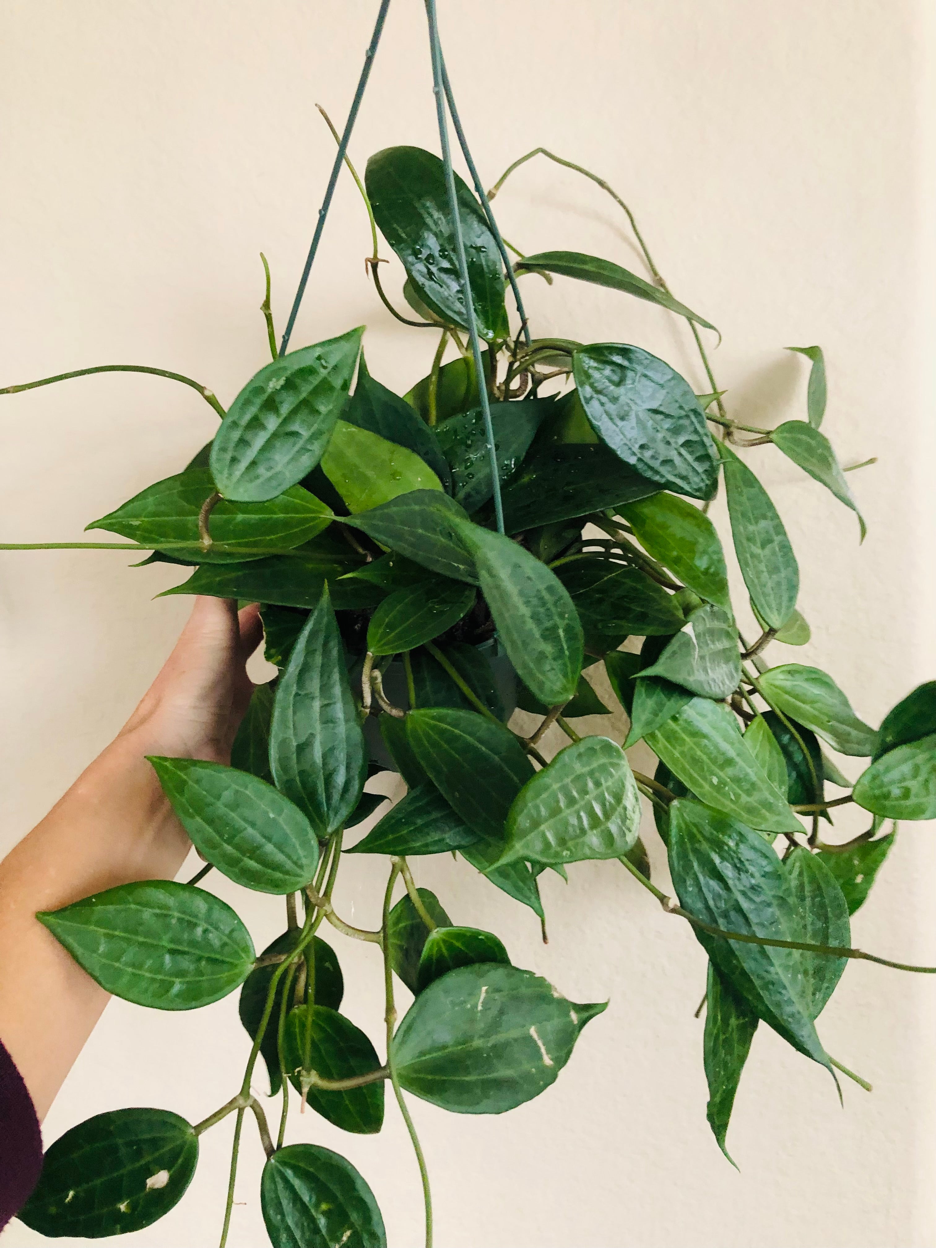 Hoya 'Macrophylla'