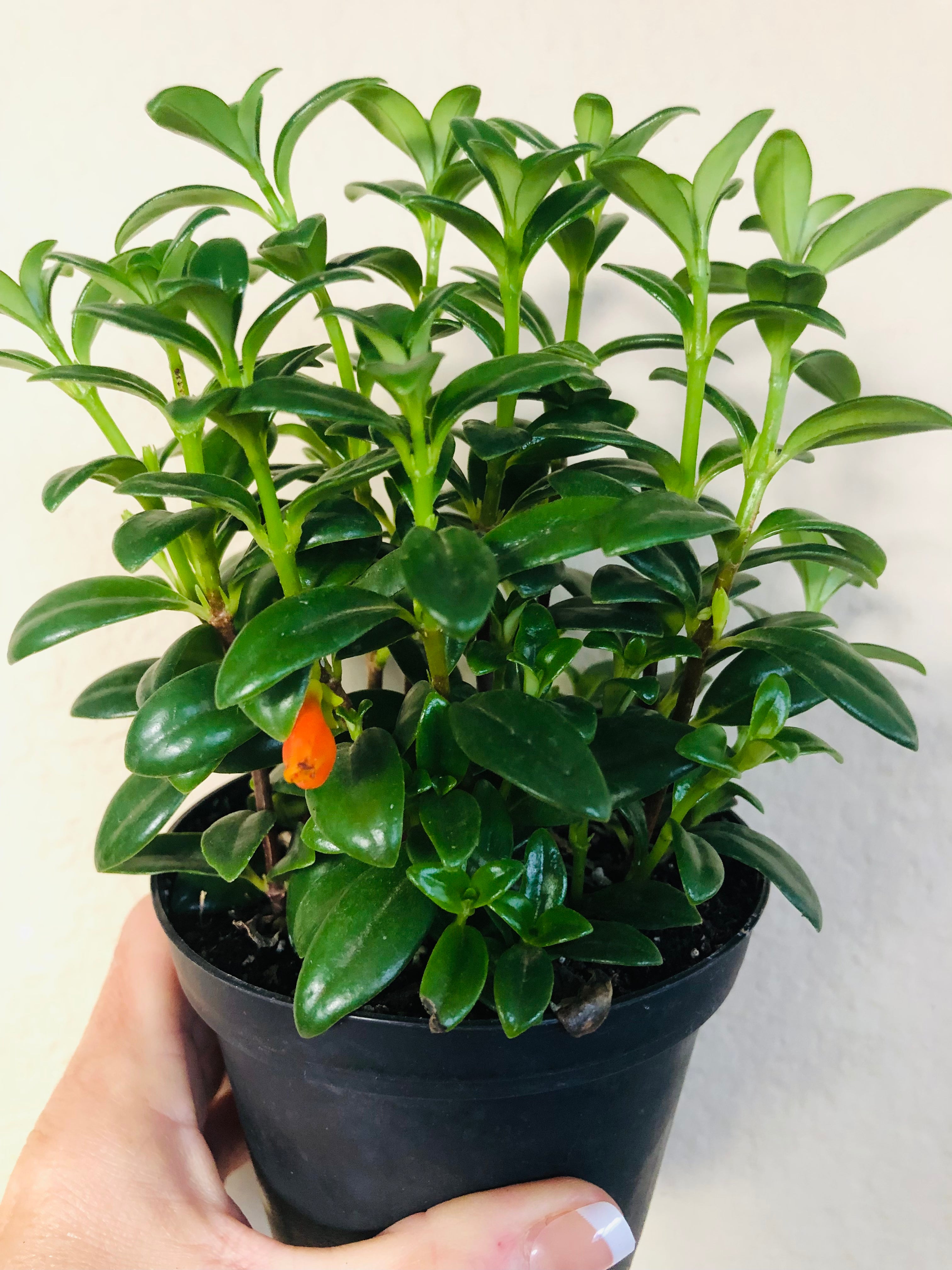 Goldfish Plant