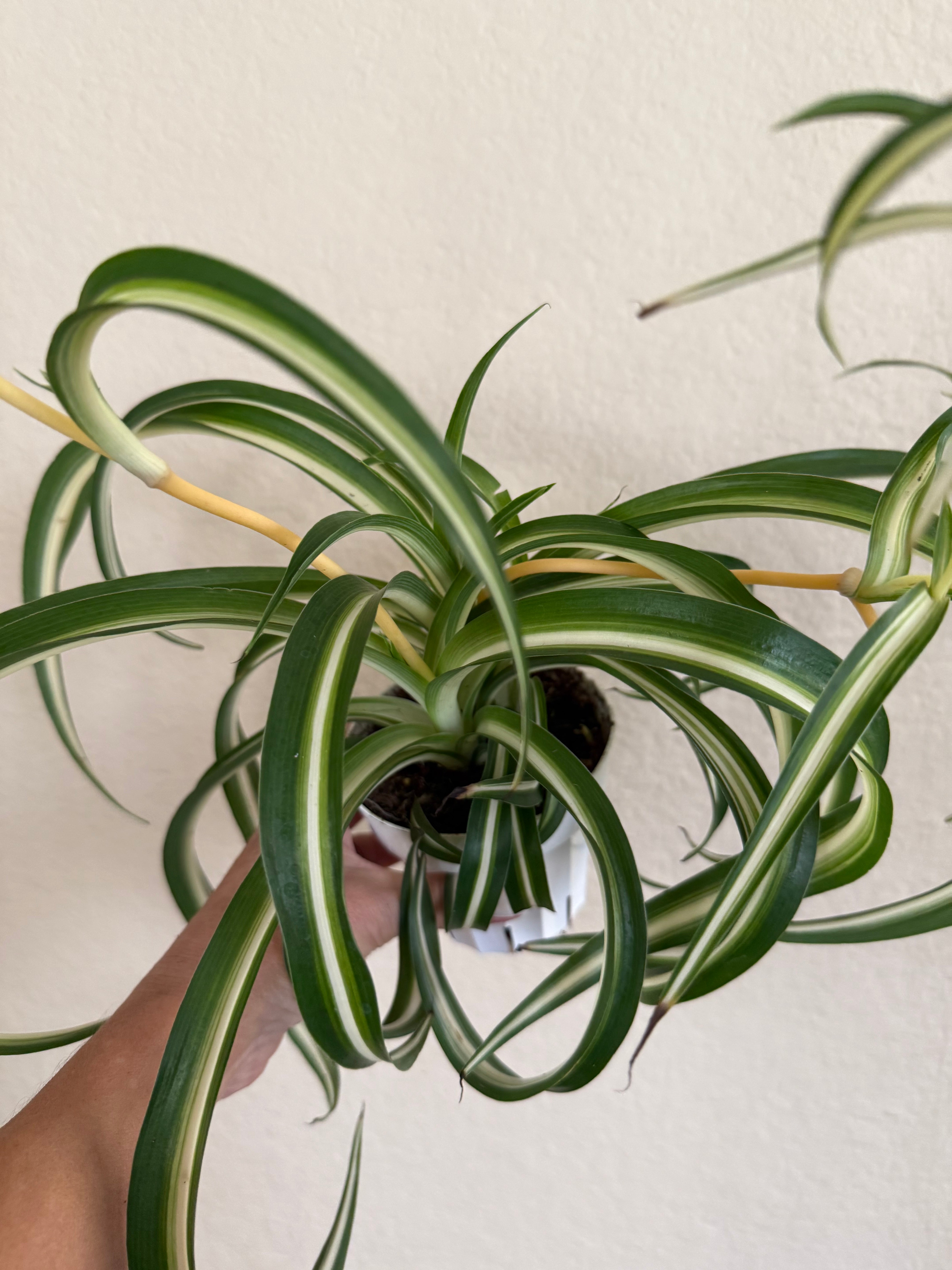 Spider Plant 'Bonnie'