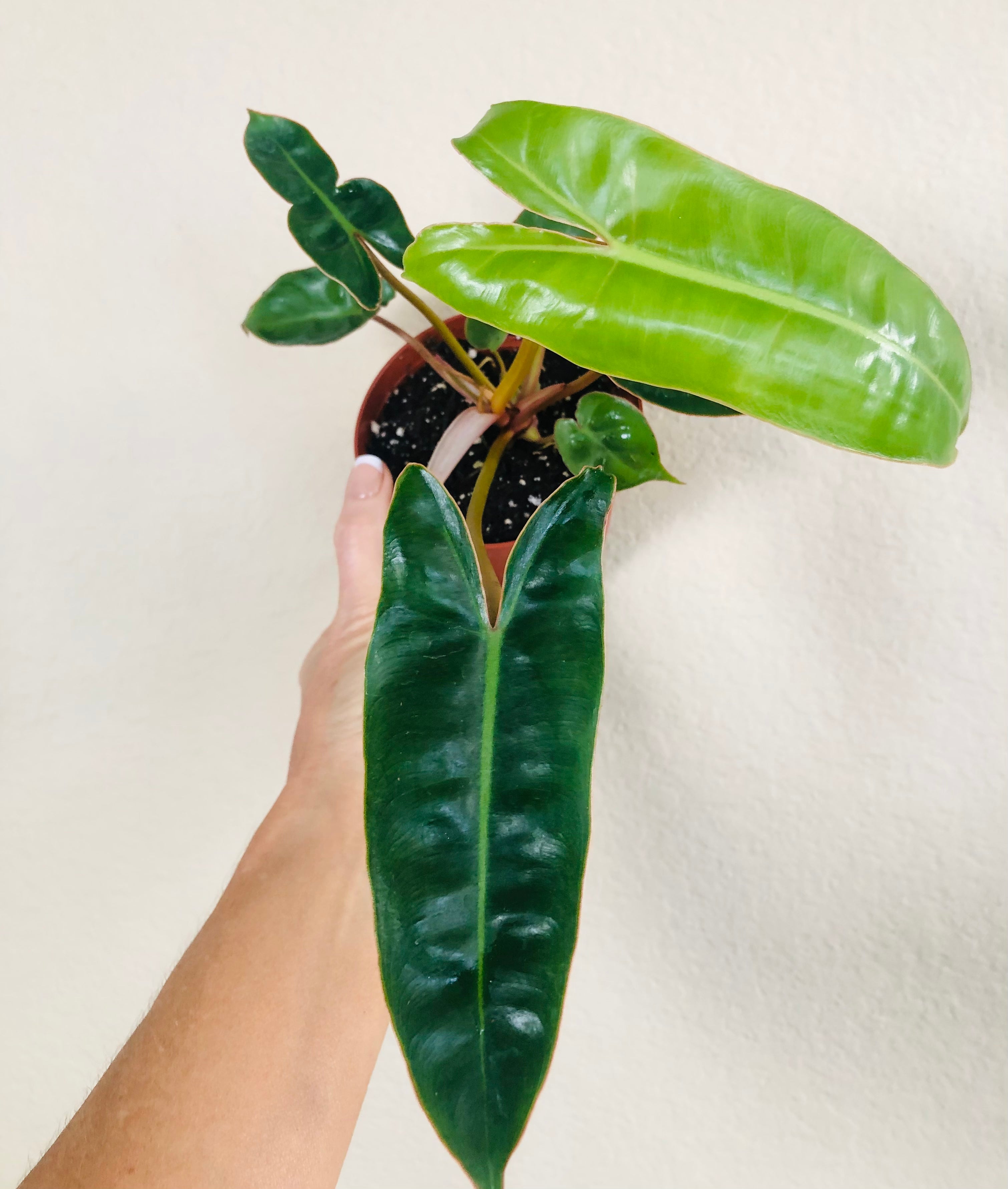 Philodendron 'Billietiae'
