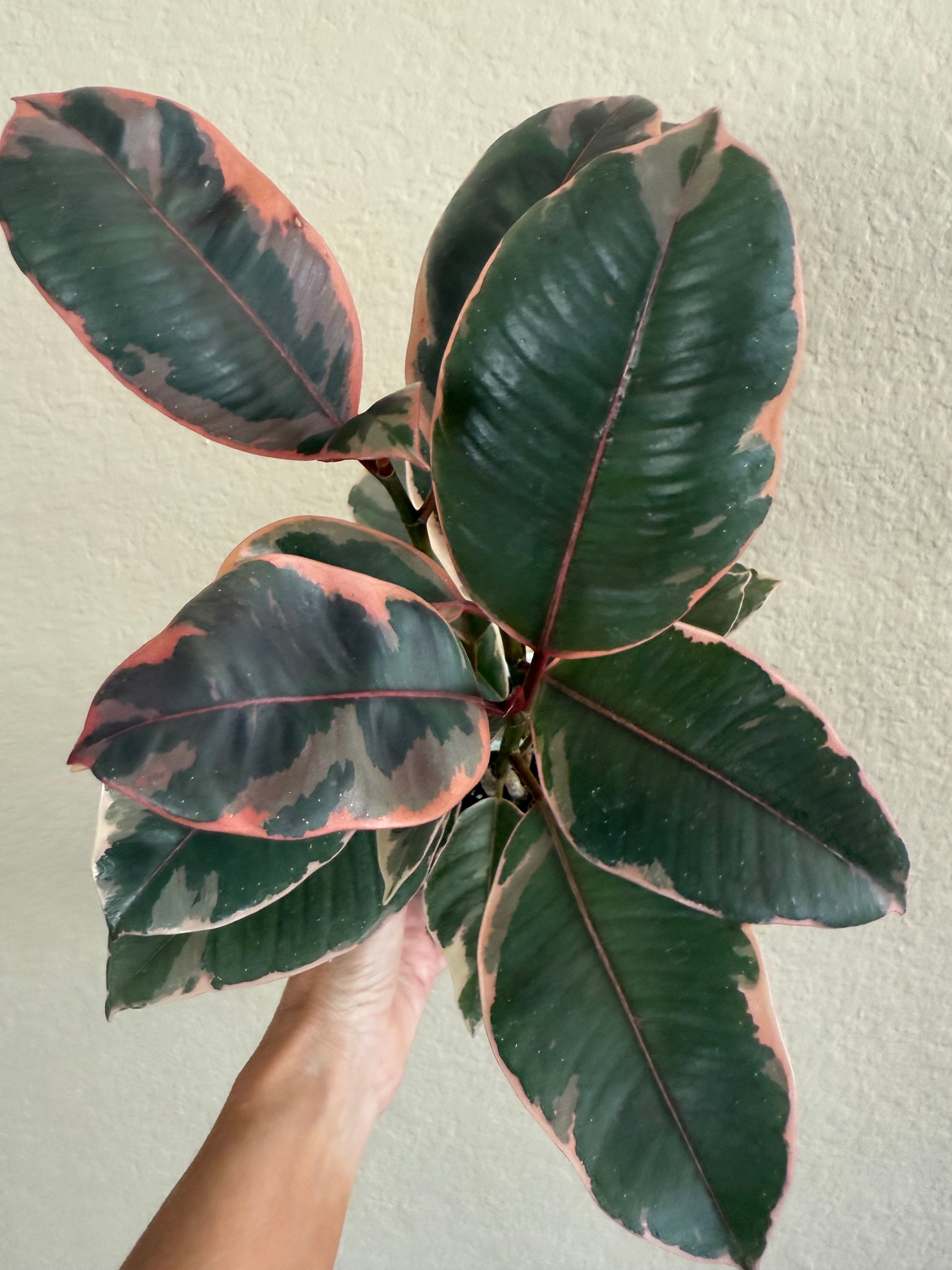 Ficus Decora 'Ruby'