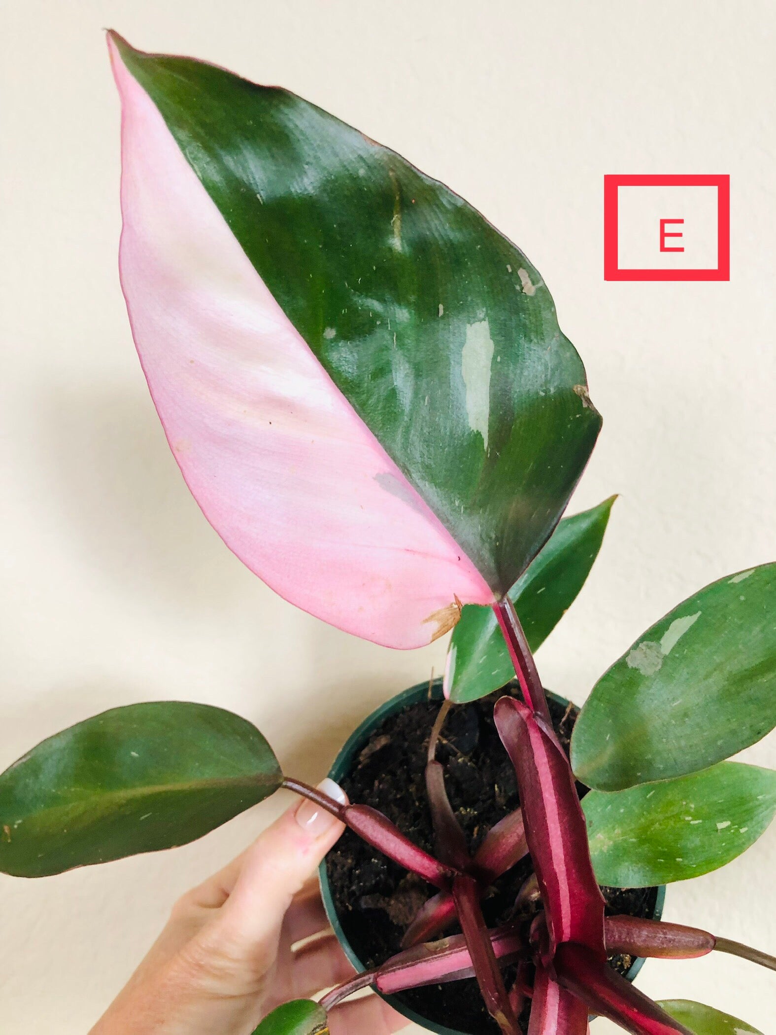 Philodendron 'Pink Princess'