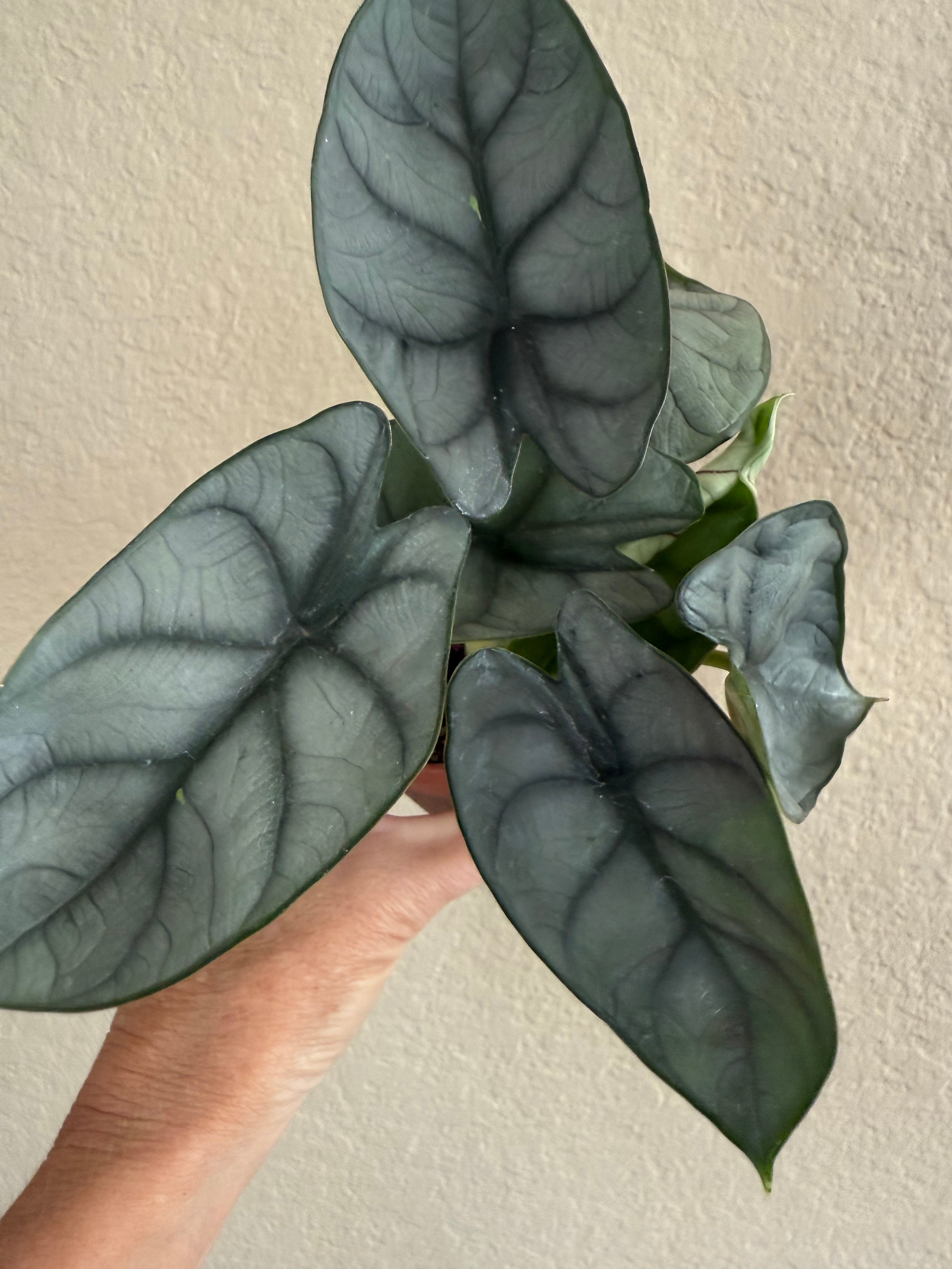 Alocasia Baginda 'Silver Dragon'