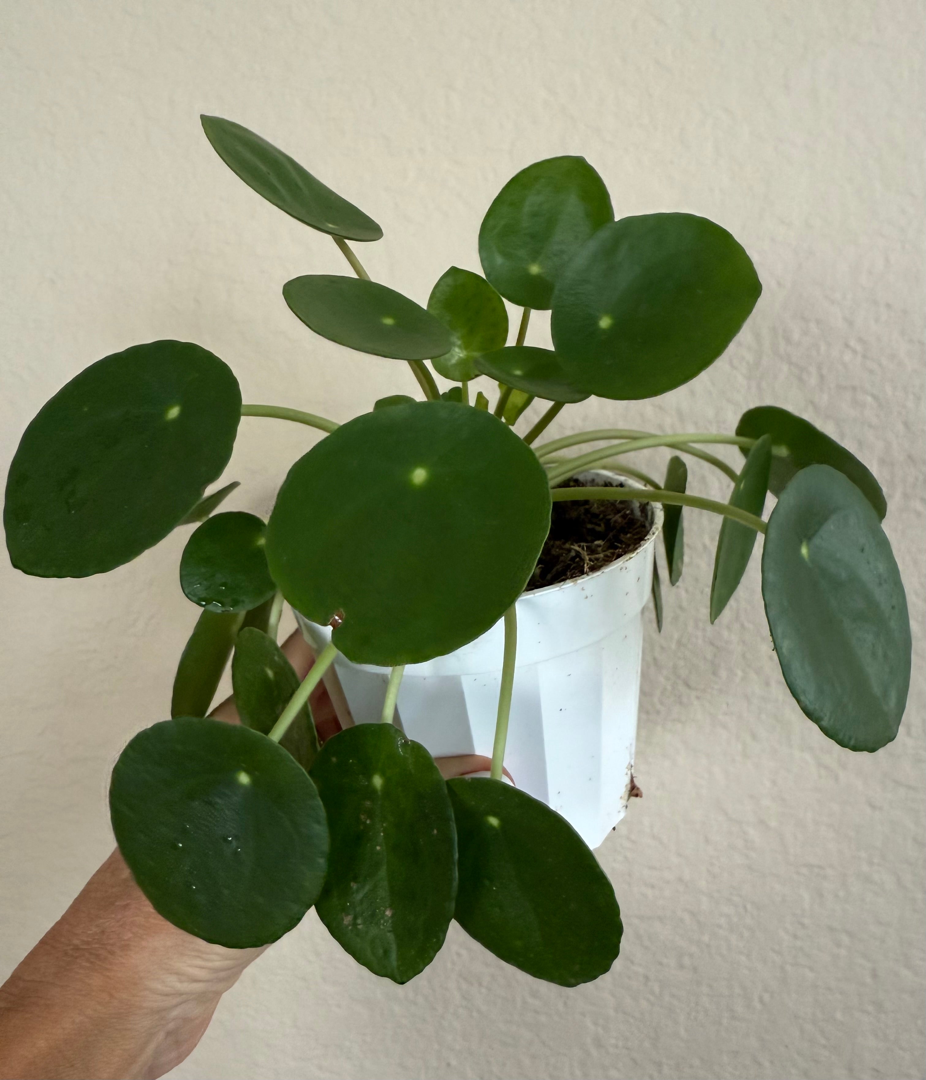 Pilea Peperomioides