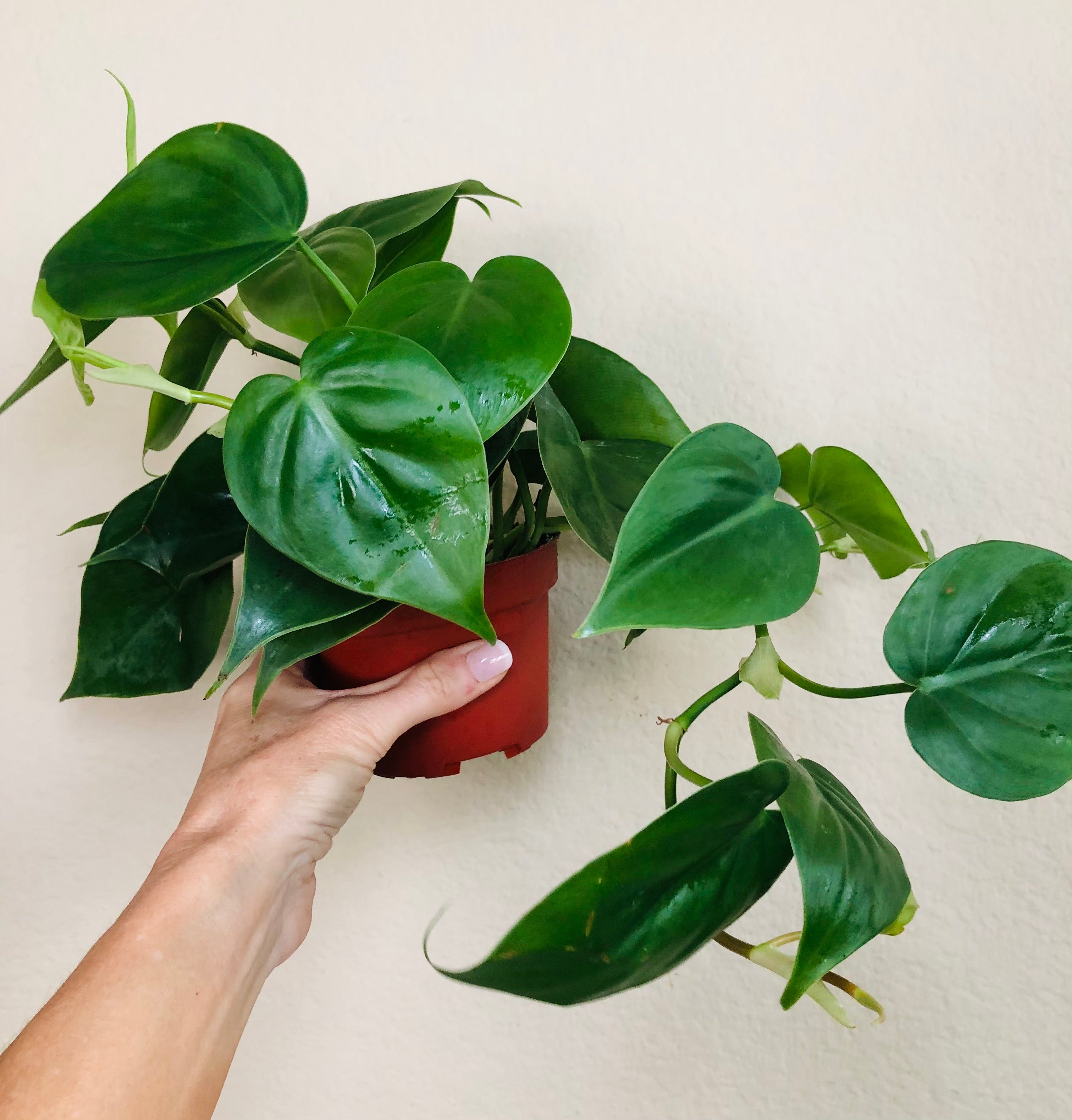 Philodendron Cordatum 'Heartleaf'