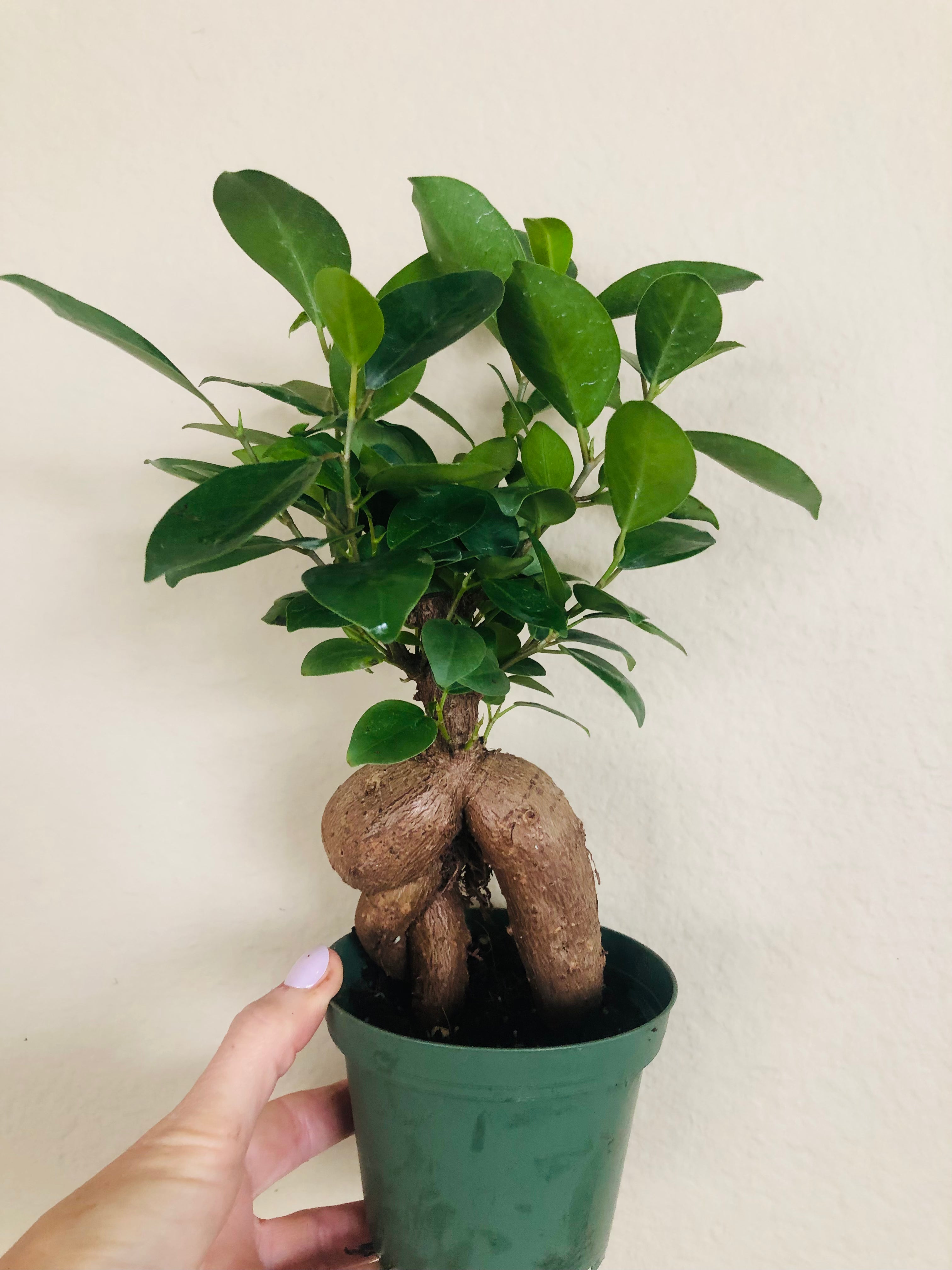 Ficus Microcarpa Ginseng