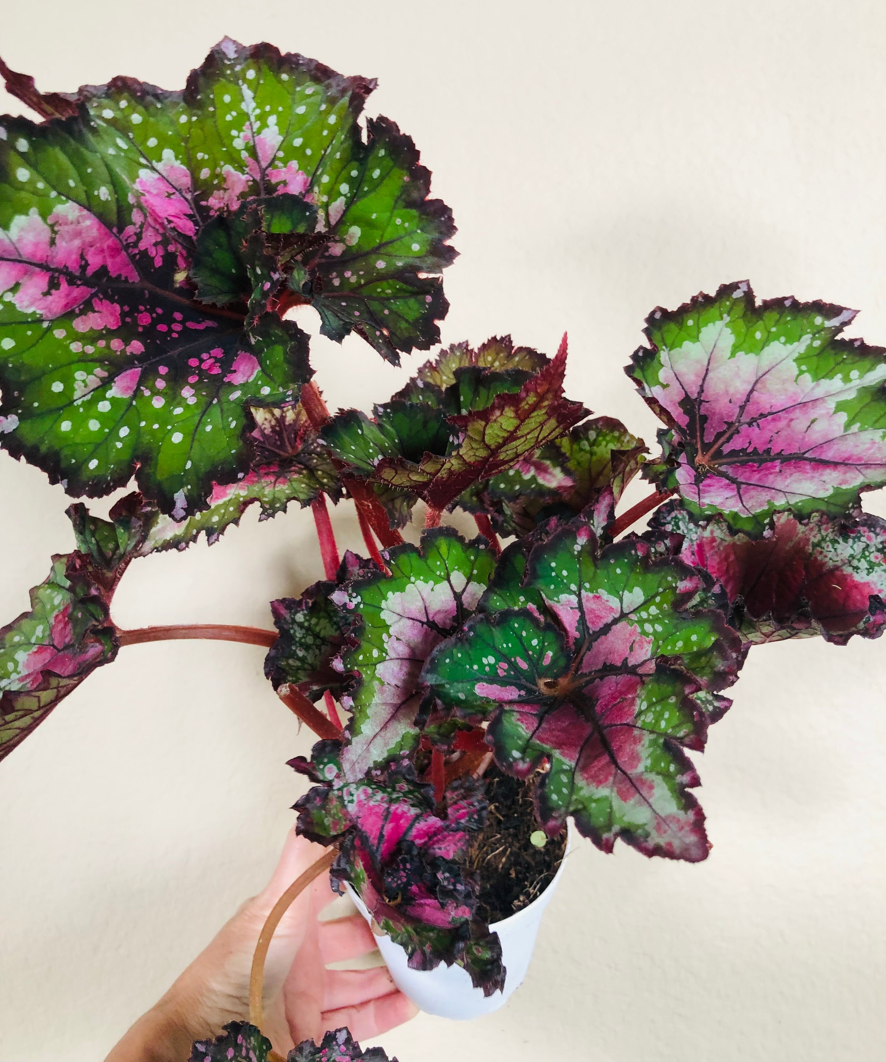 Begonia Rex 'Watermelon'