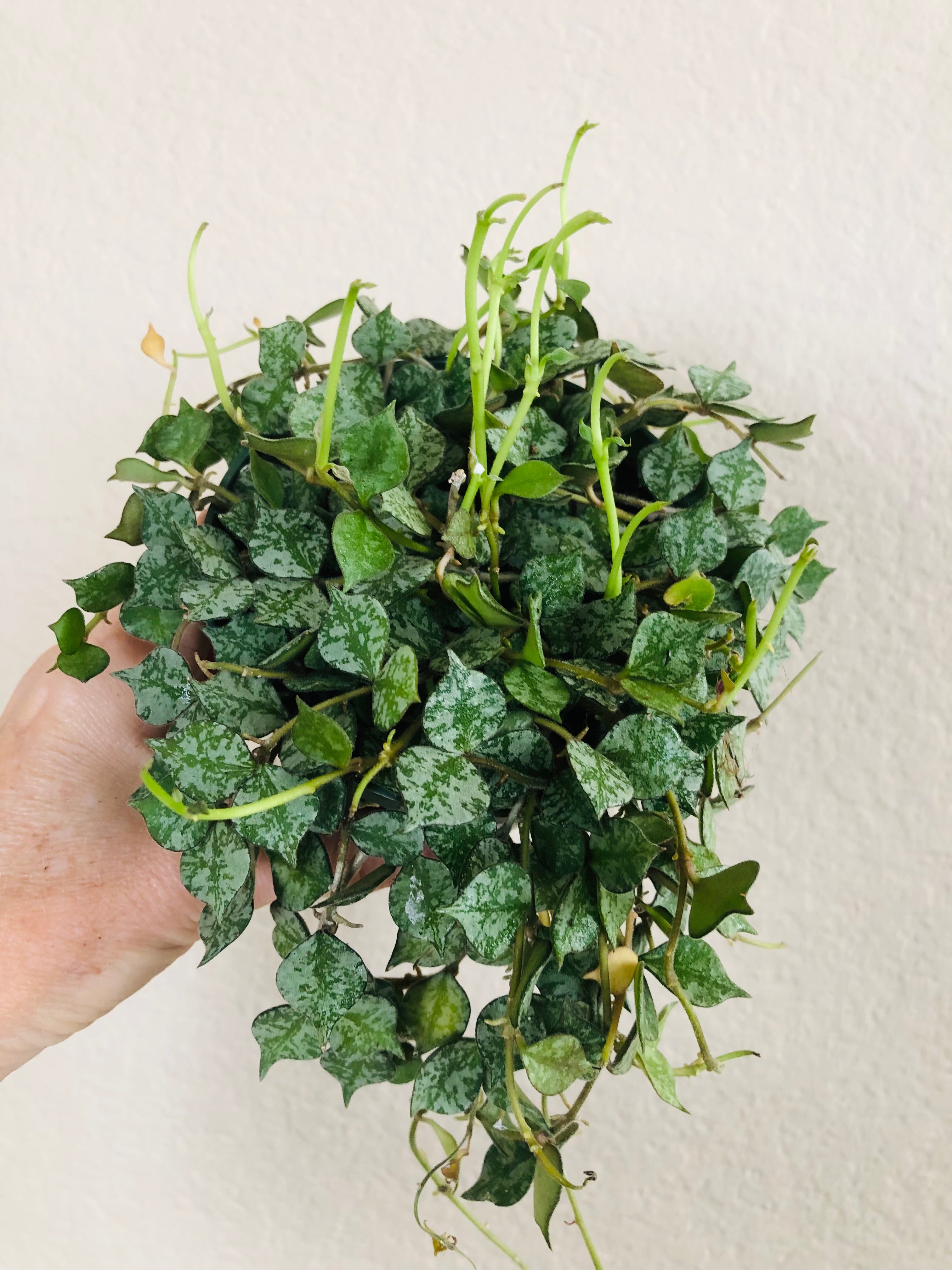 Hoya 'Curtisii'