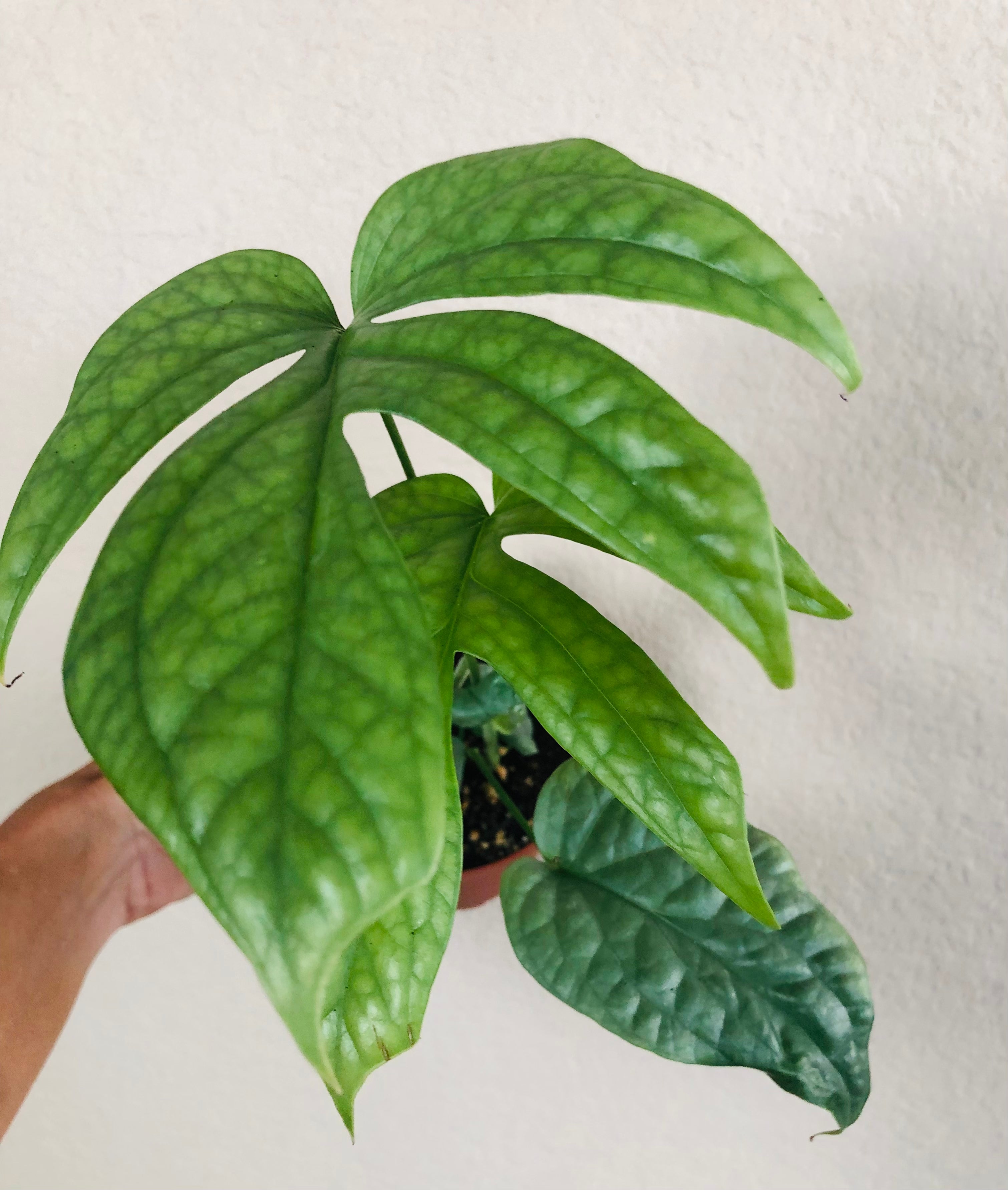 Monstera 'Spiderman'