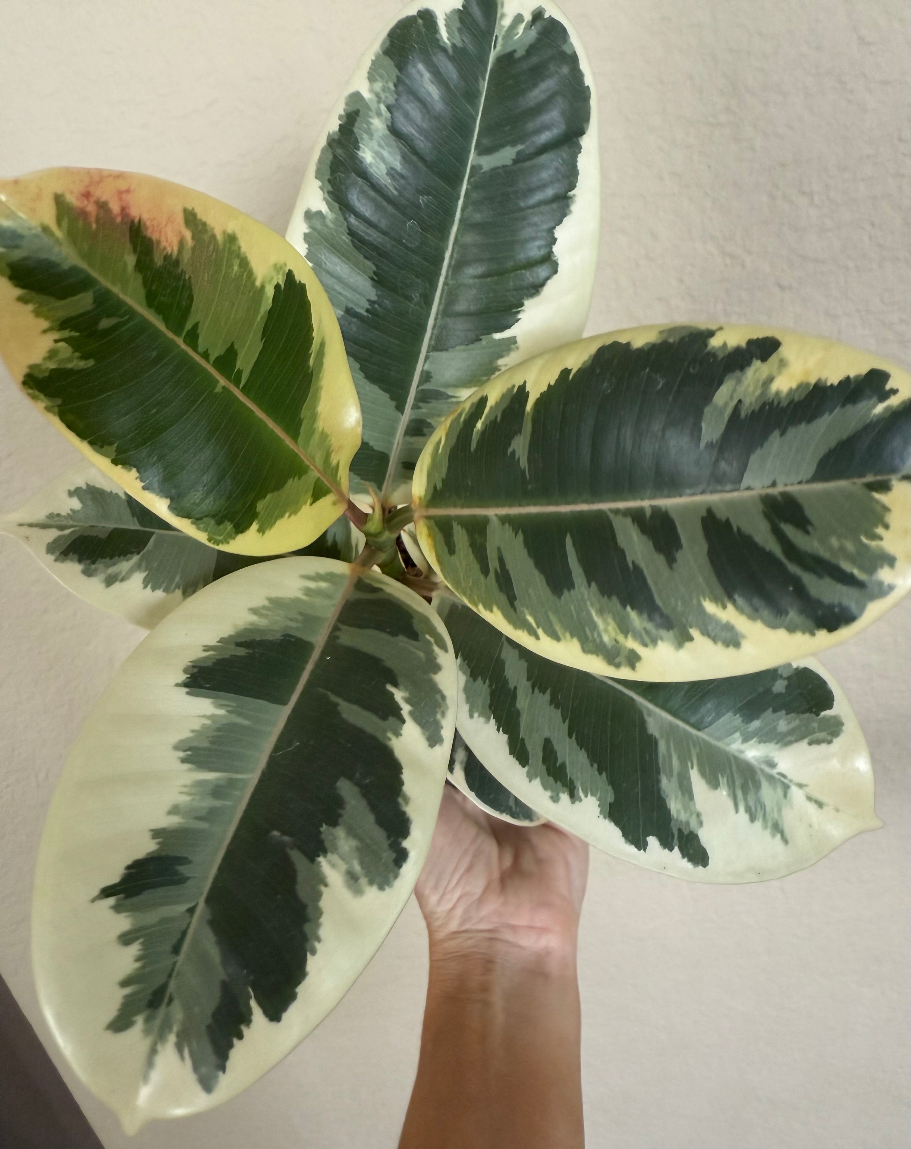Ficus Elastica 'Tineke'