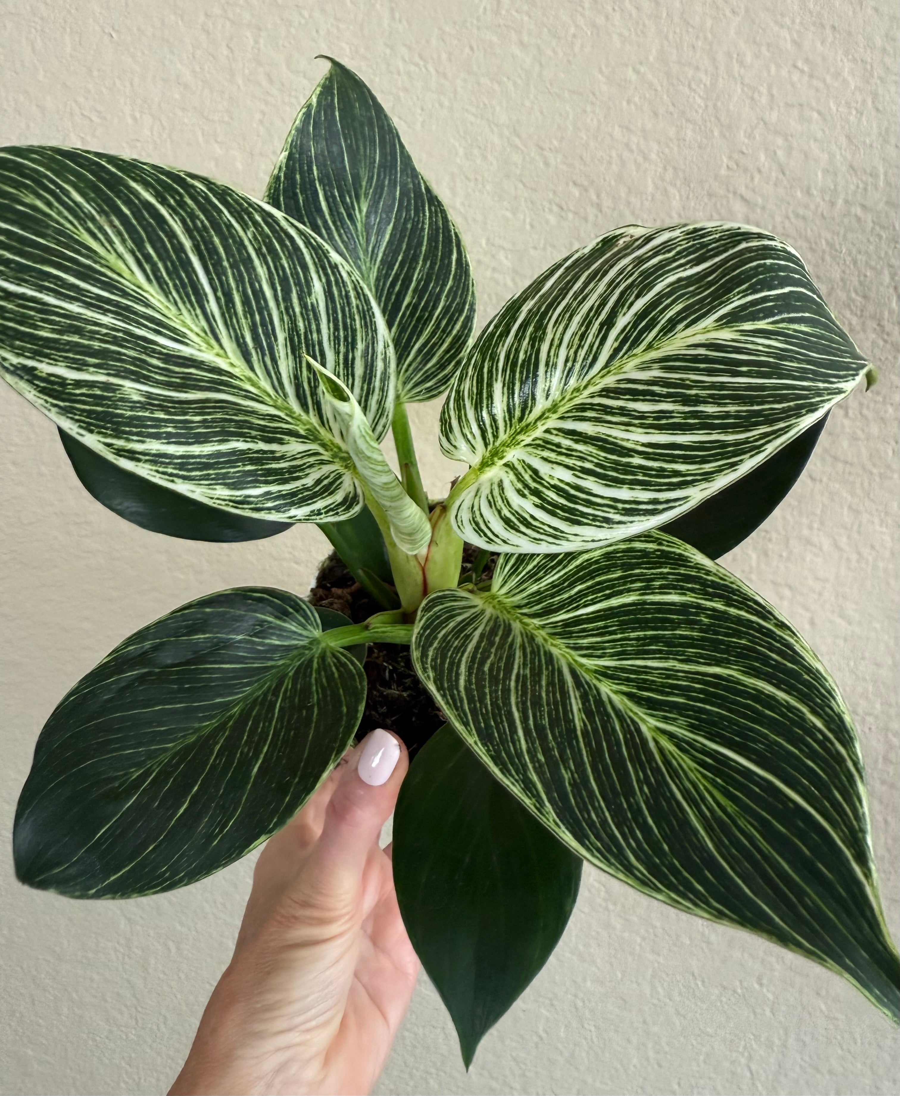 Philodendron 'Birkin'