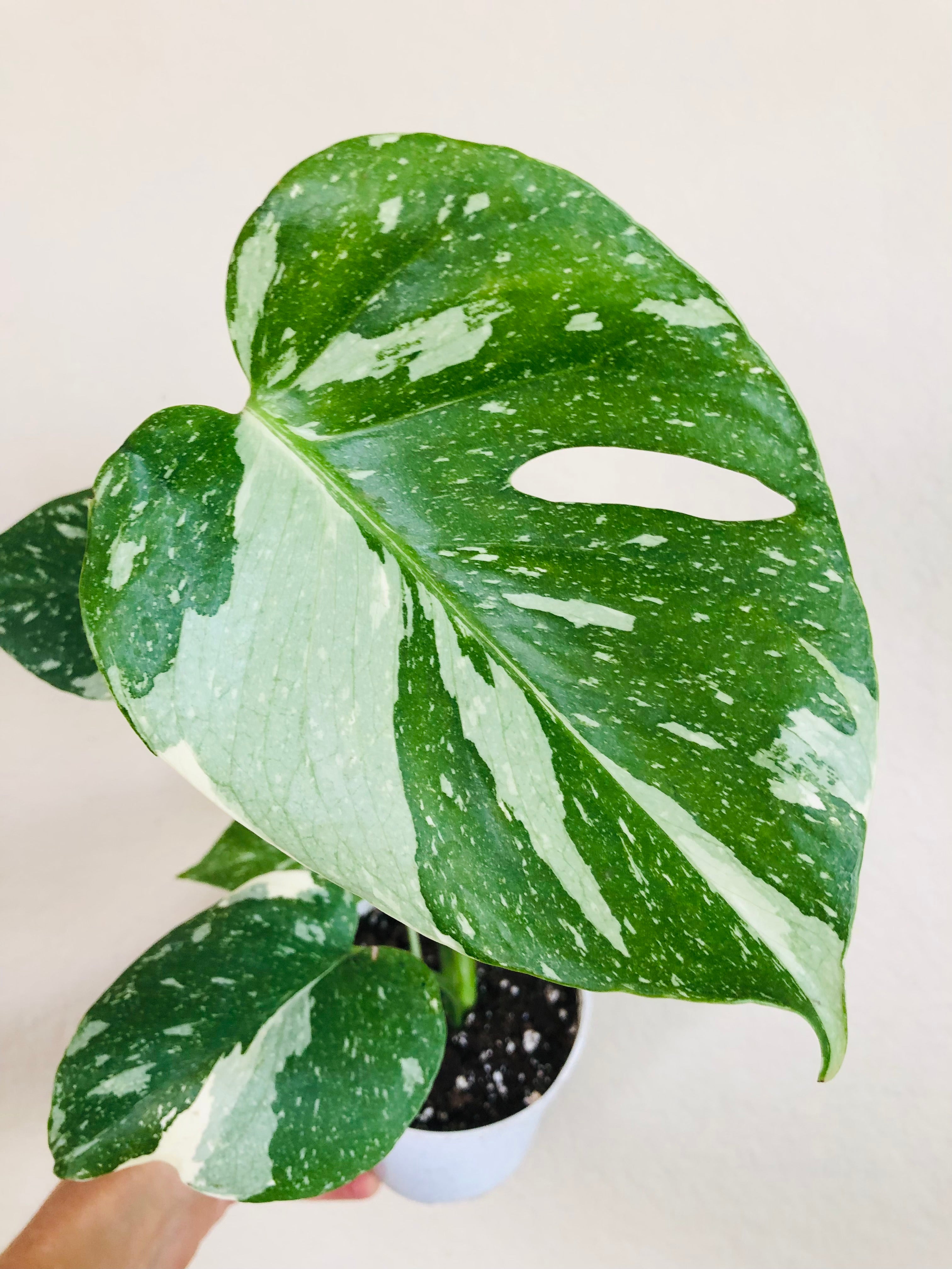 Monstera Thai Constellation