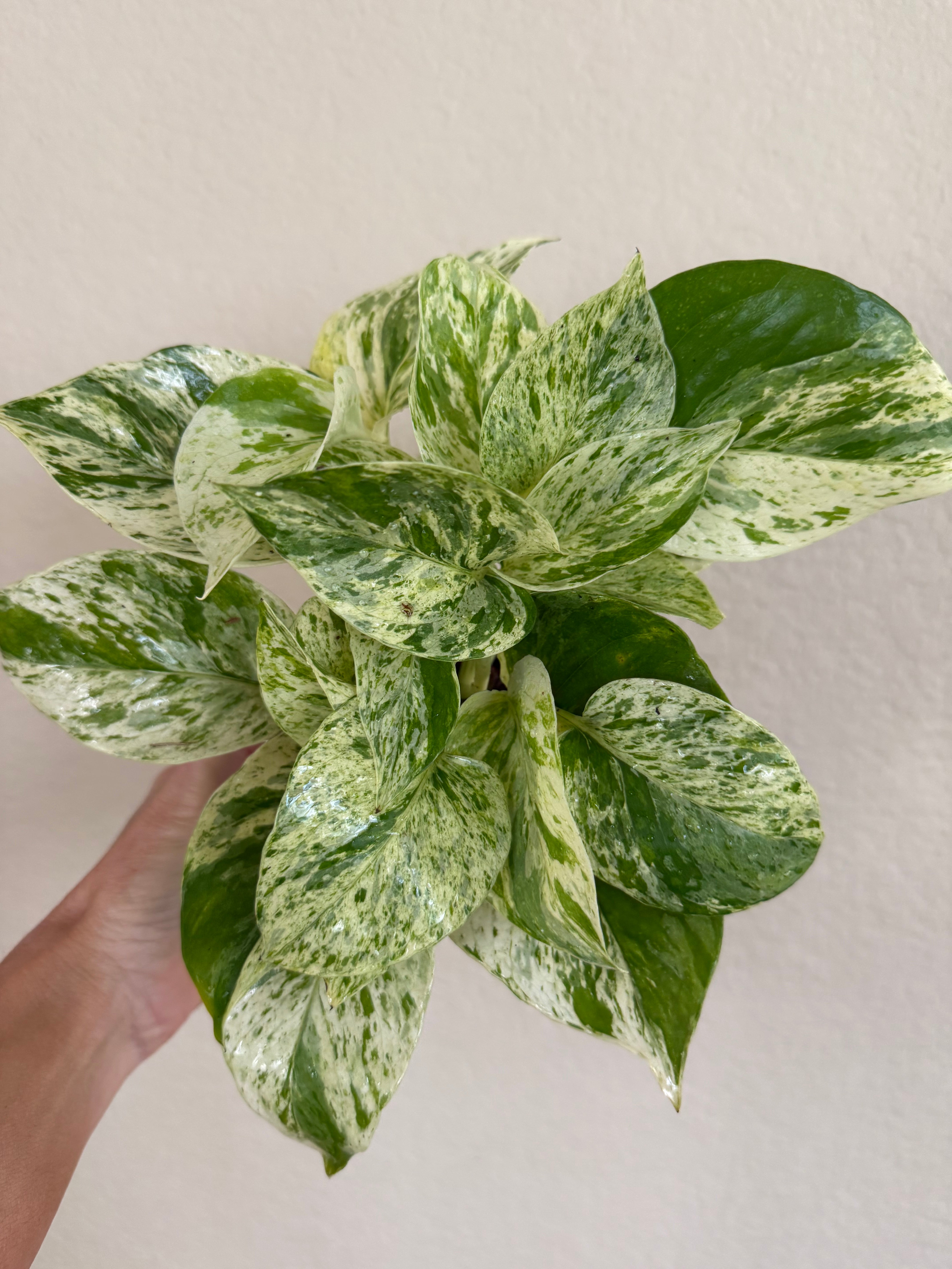 Pothos 'Marble Queen' | ‘Snow Queen’