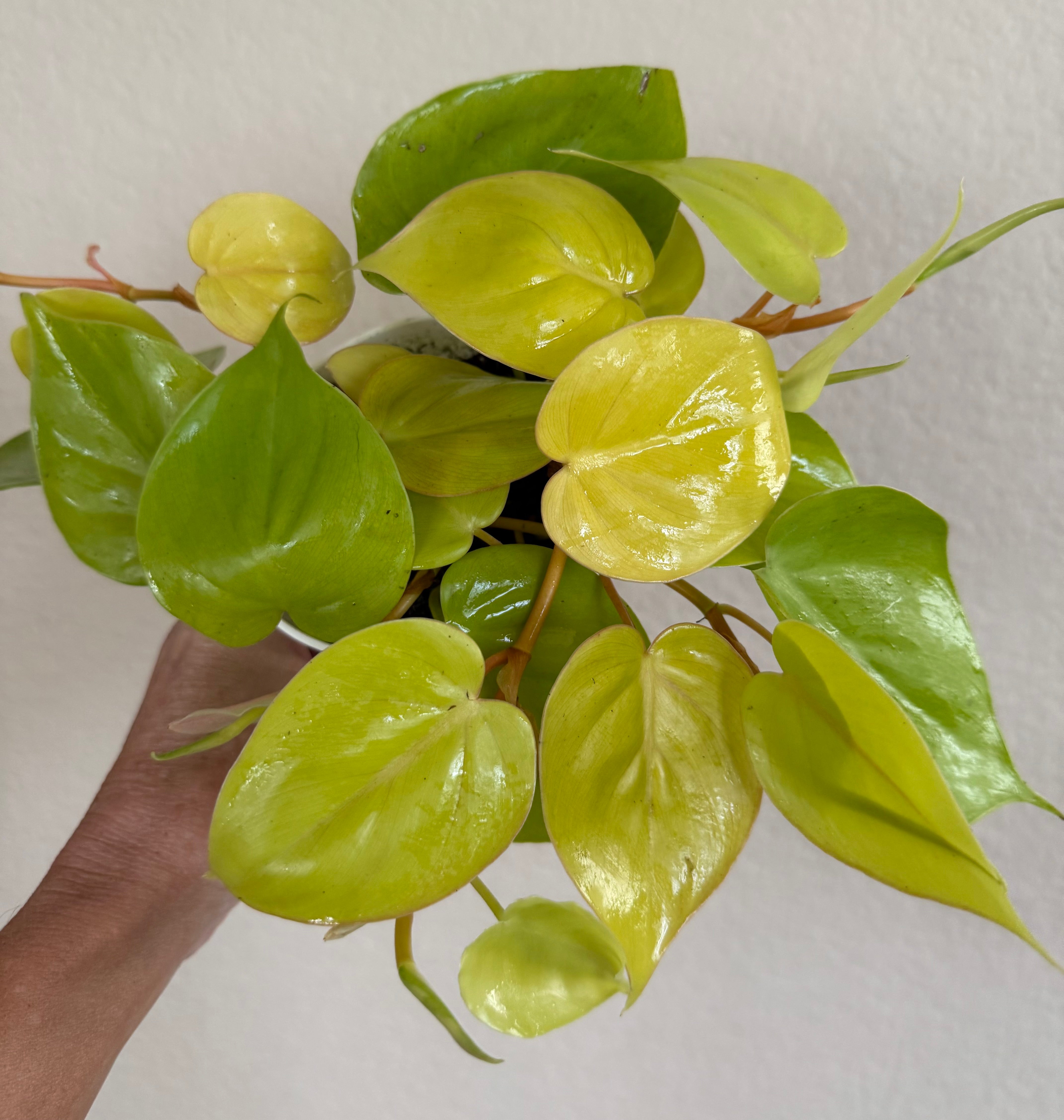 Philodendron Cordatum 'Neon'