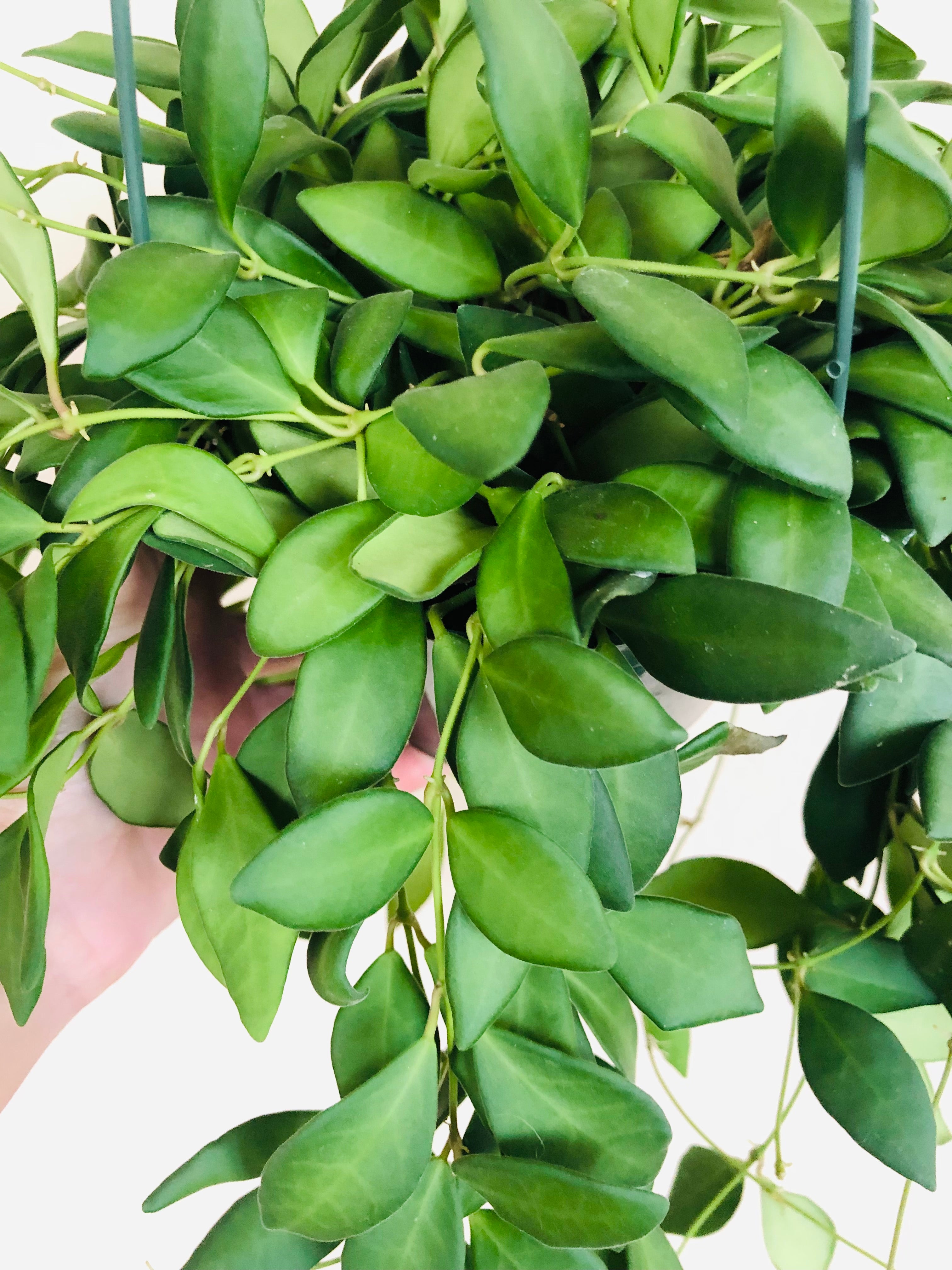 Hoya Burtoniae