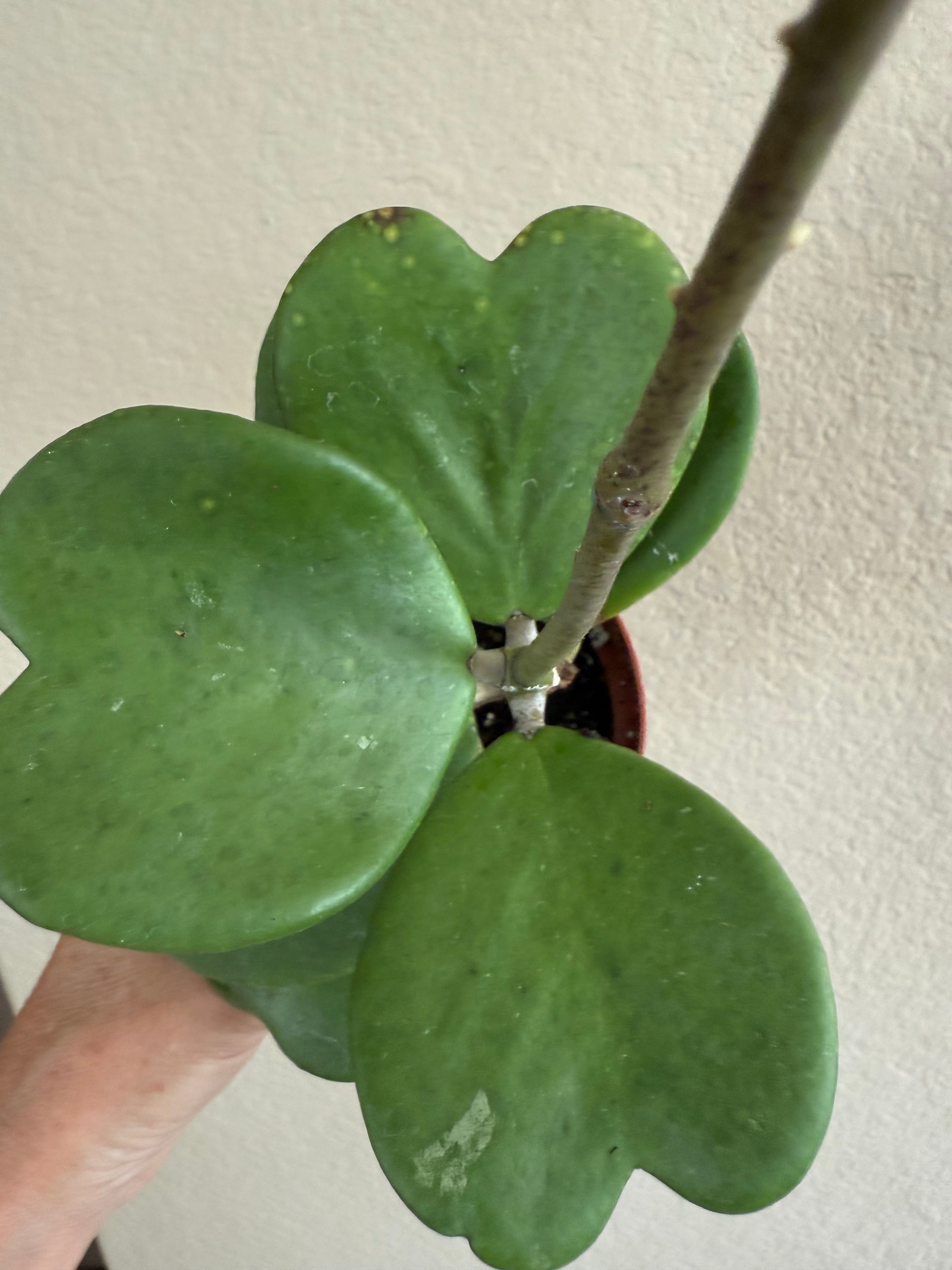 Hoya Kerrii Vine