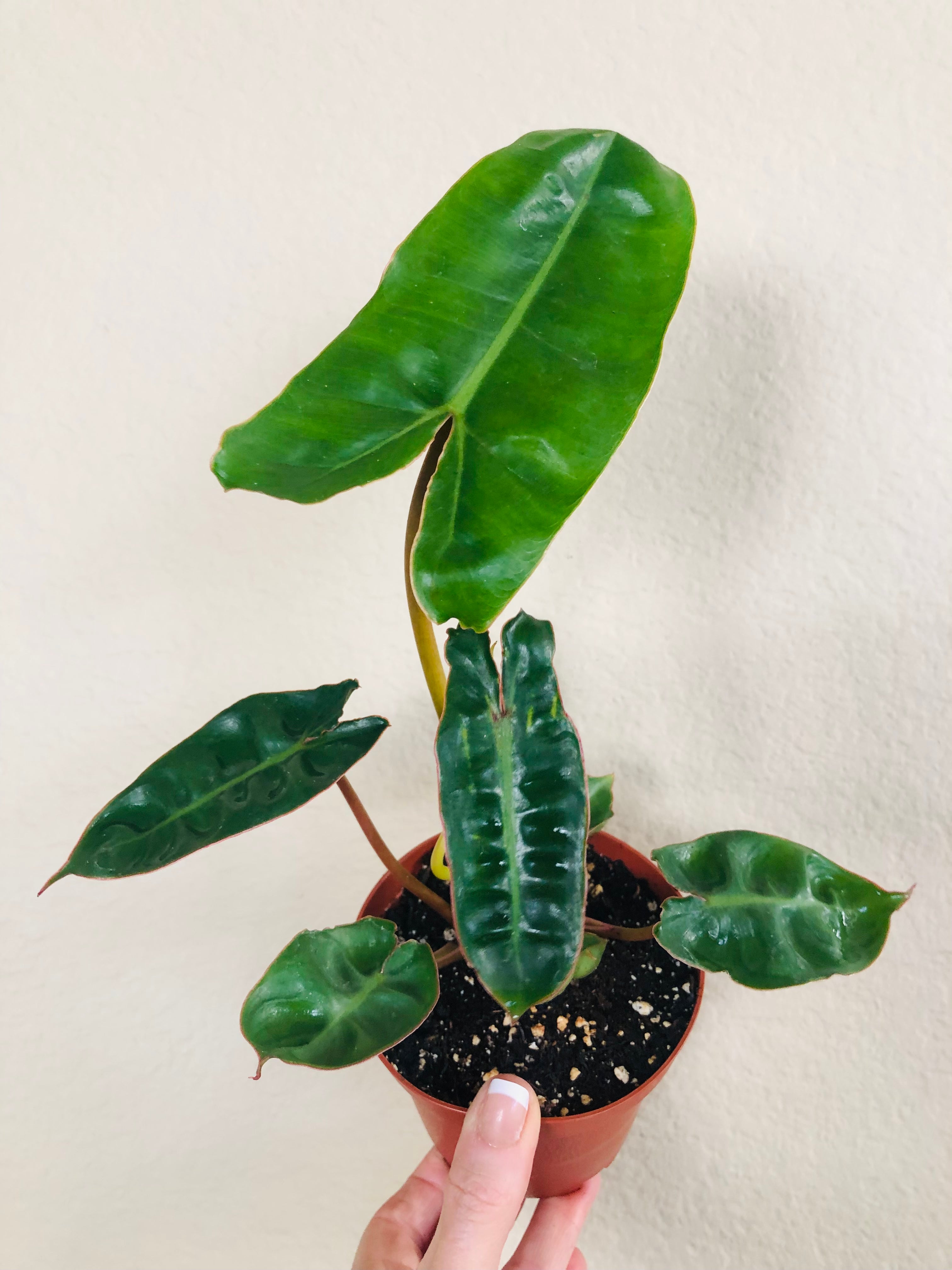 Philodendron 'Billietiae'