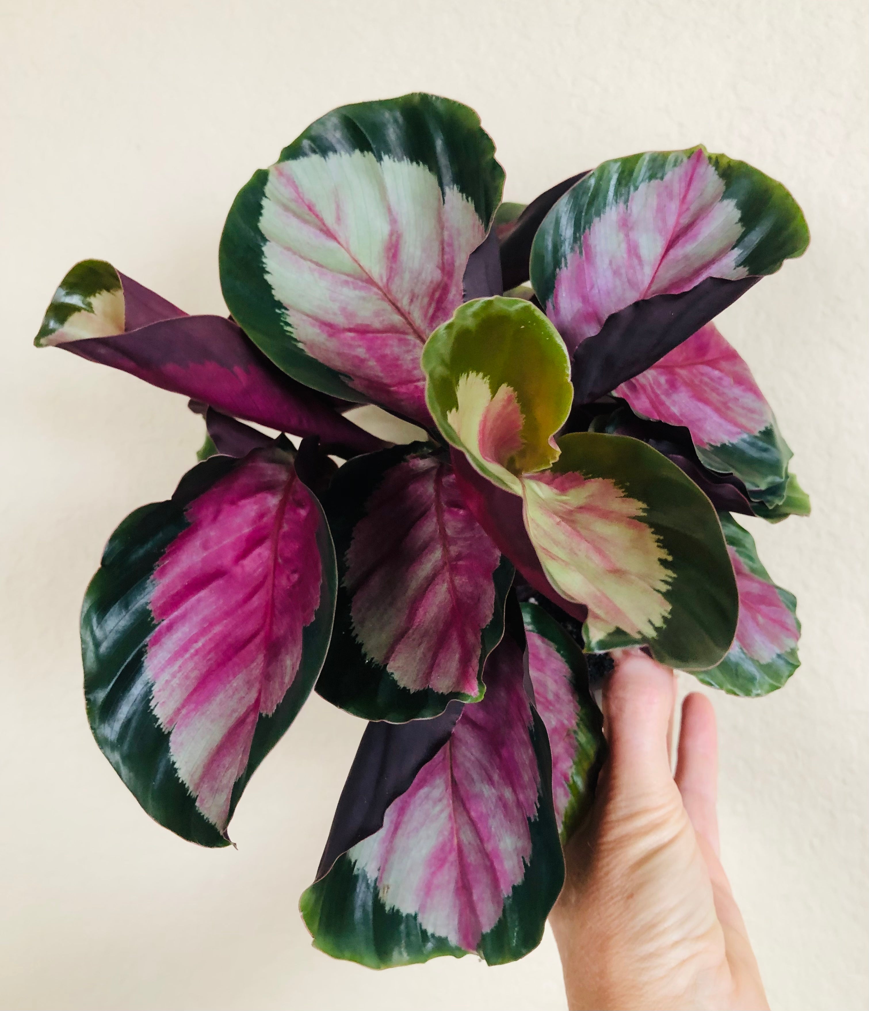 Calathea Roseopicta 'Rosy'