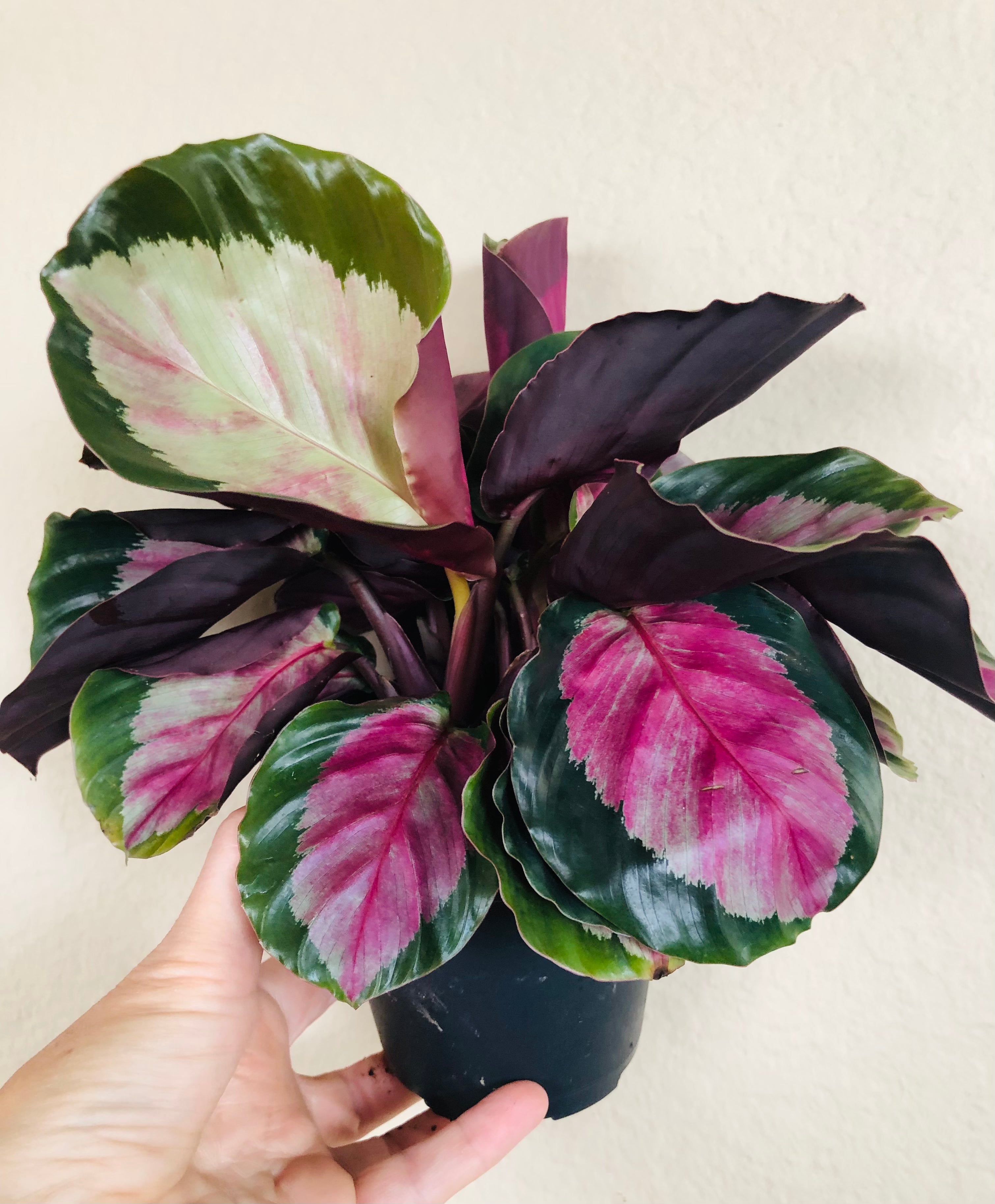 Calathea Roseopicta 'Rosy'