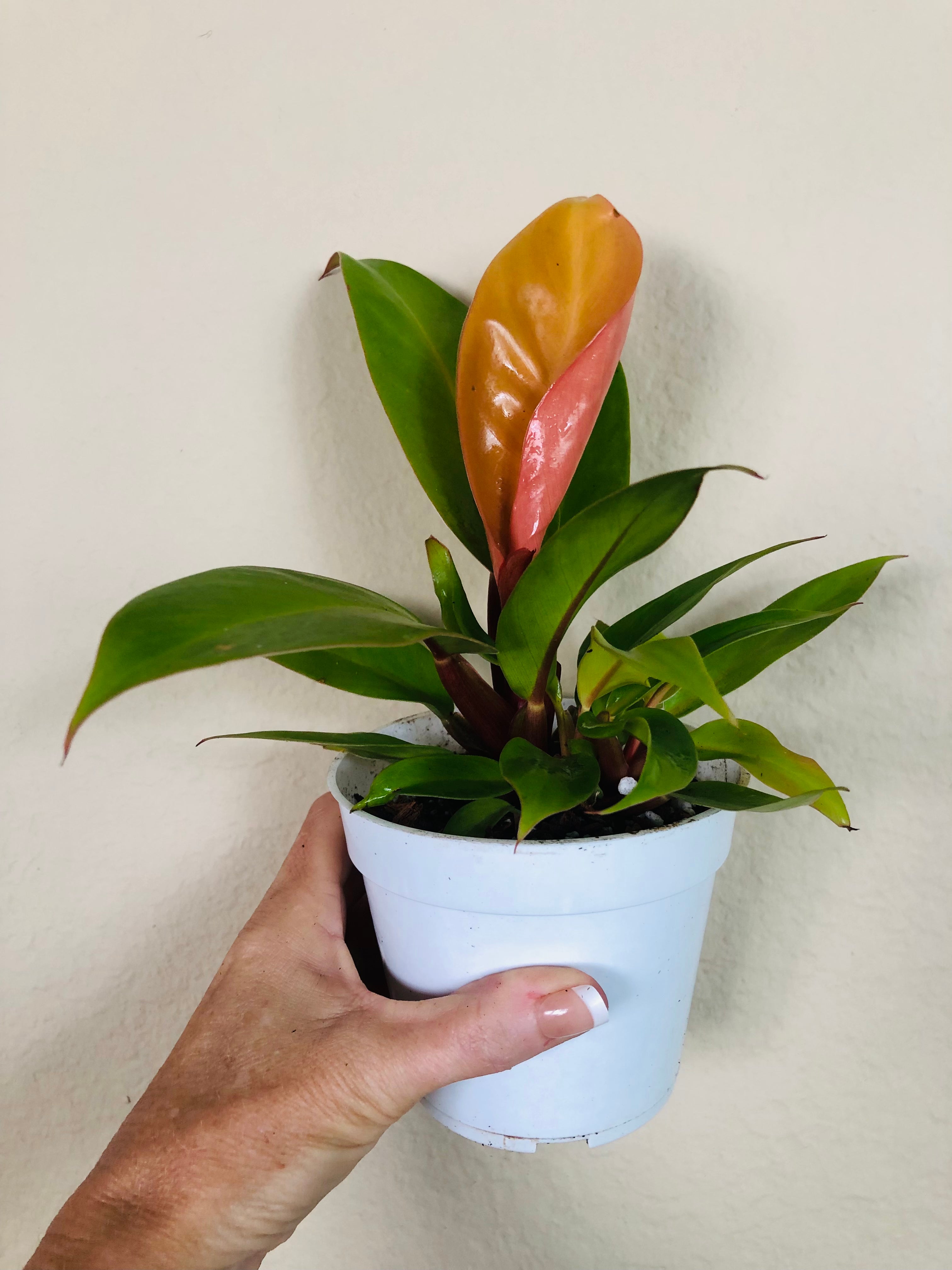 Philodendron 'Prince of Orange'