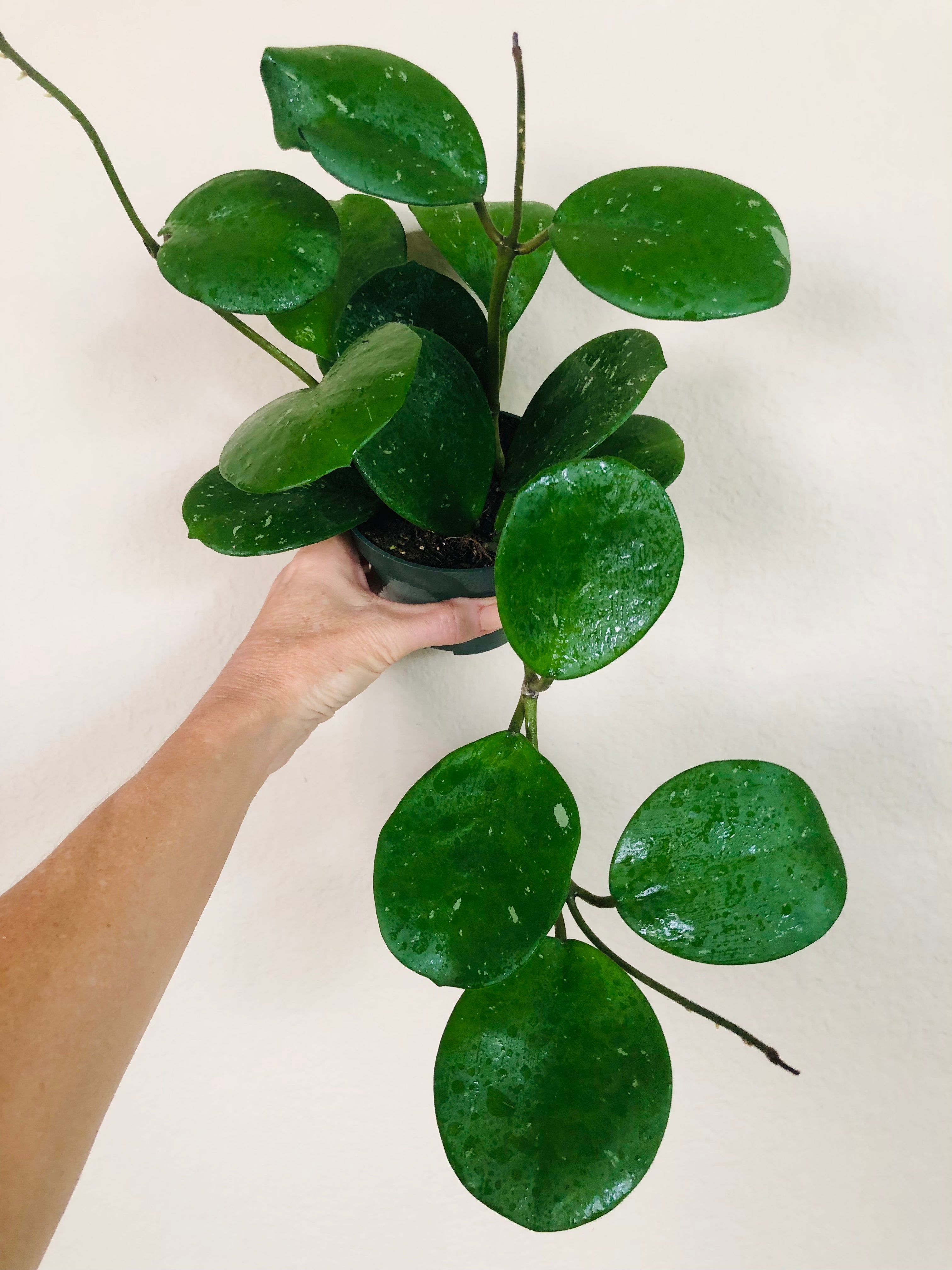 Hoya Obovata