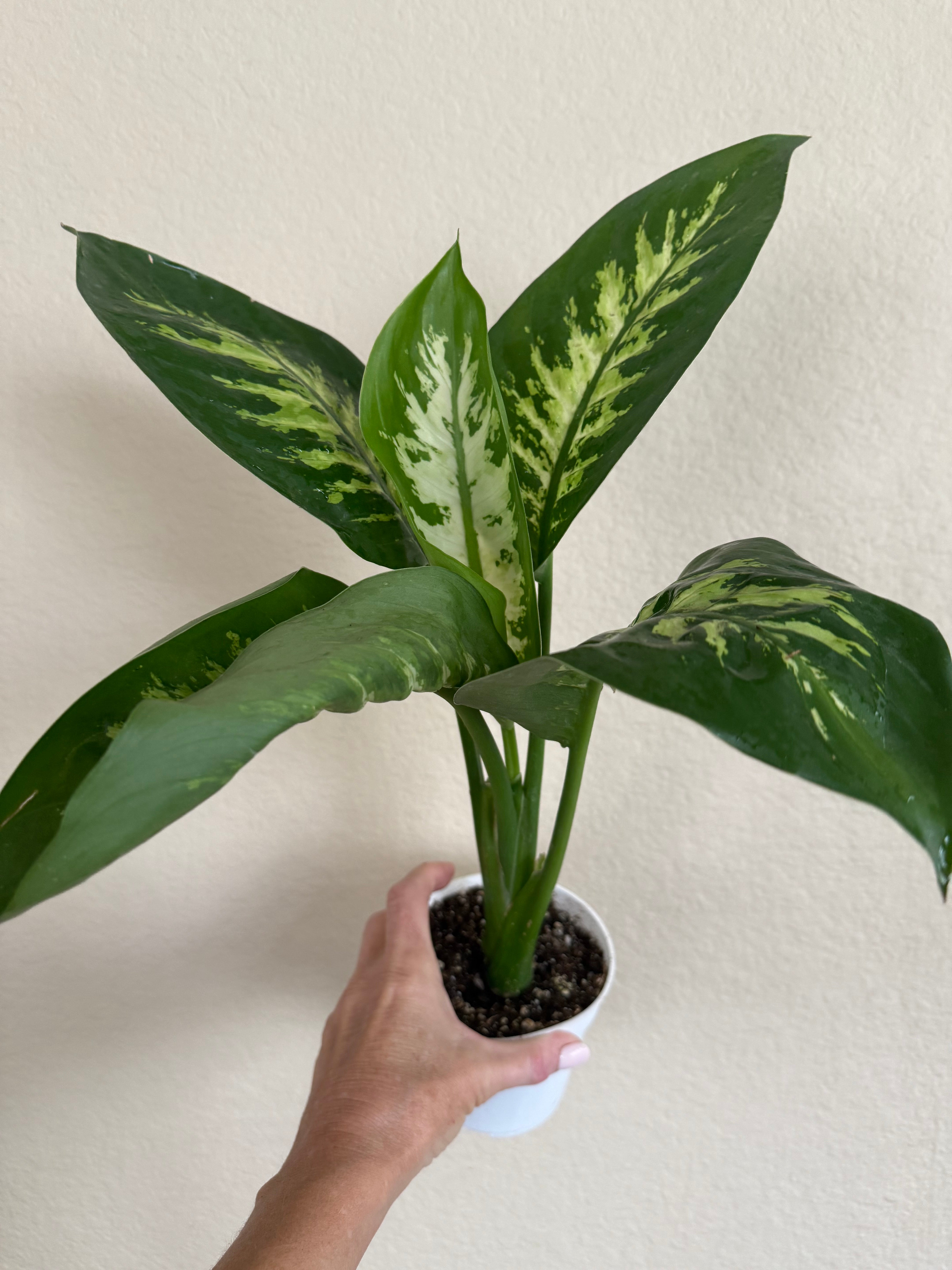Dieffenbachia Tropic Snow