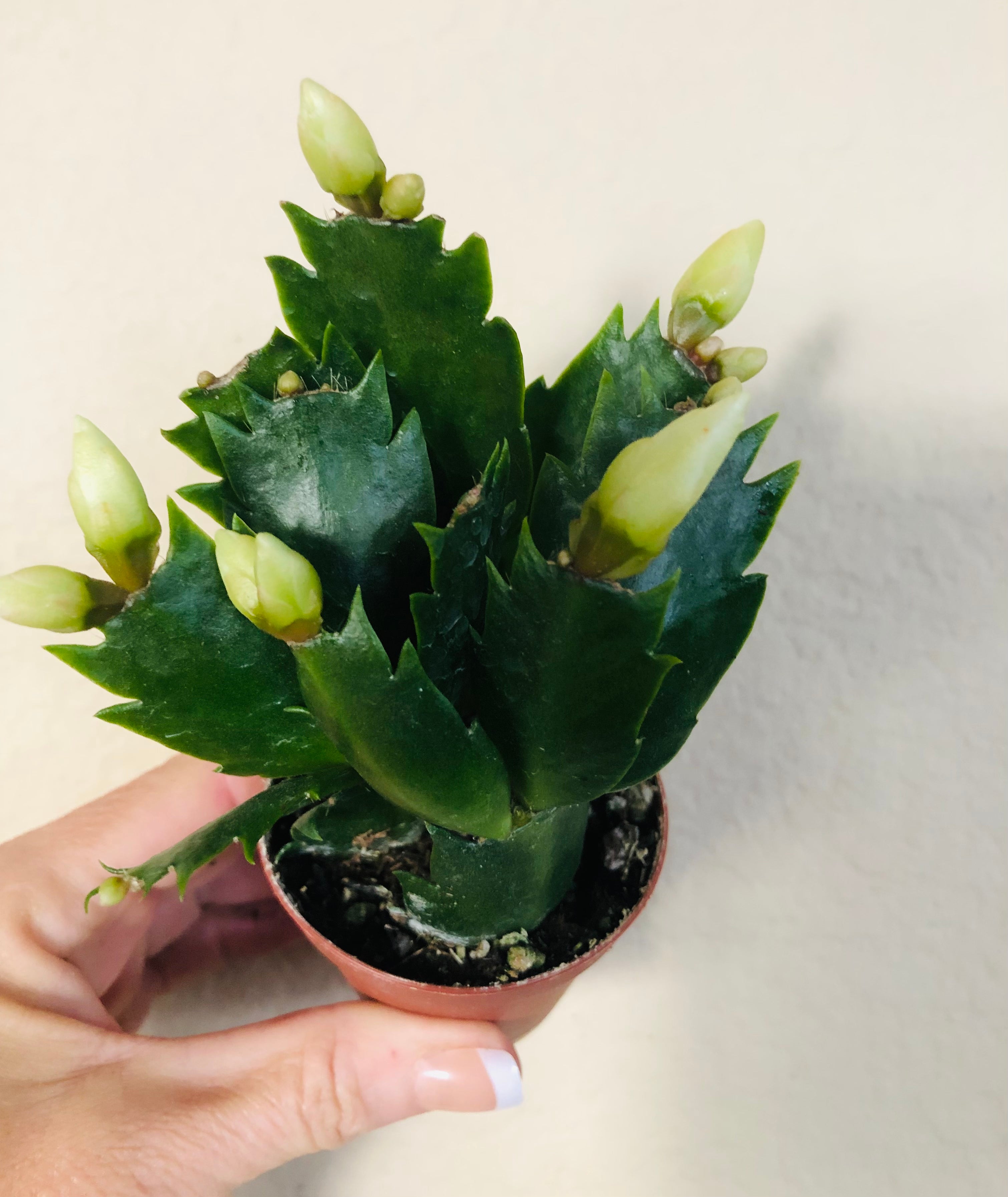 Holiday Cactus