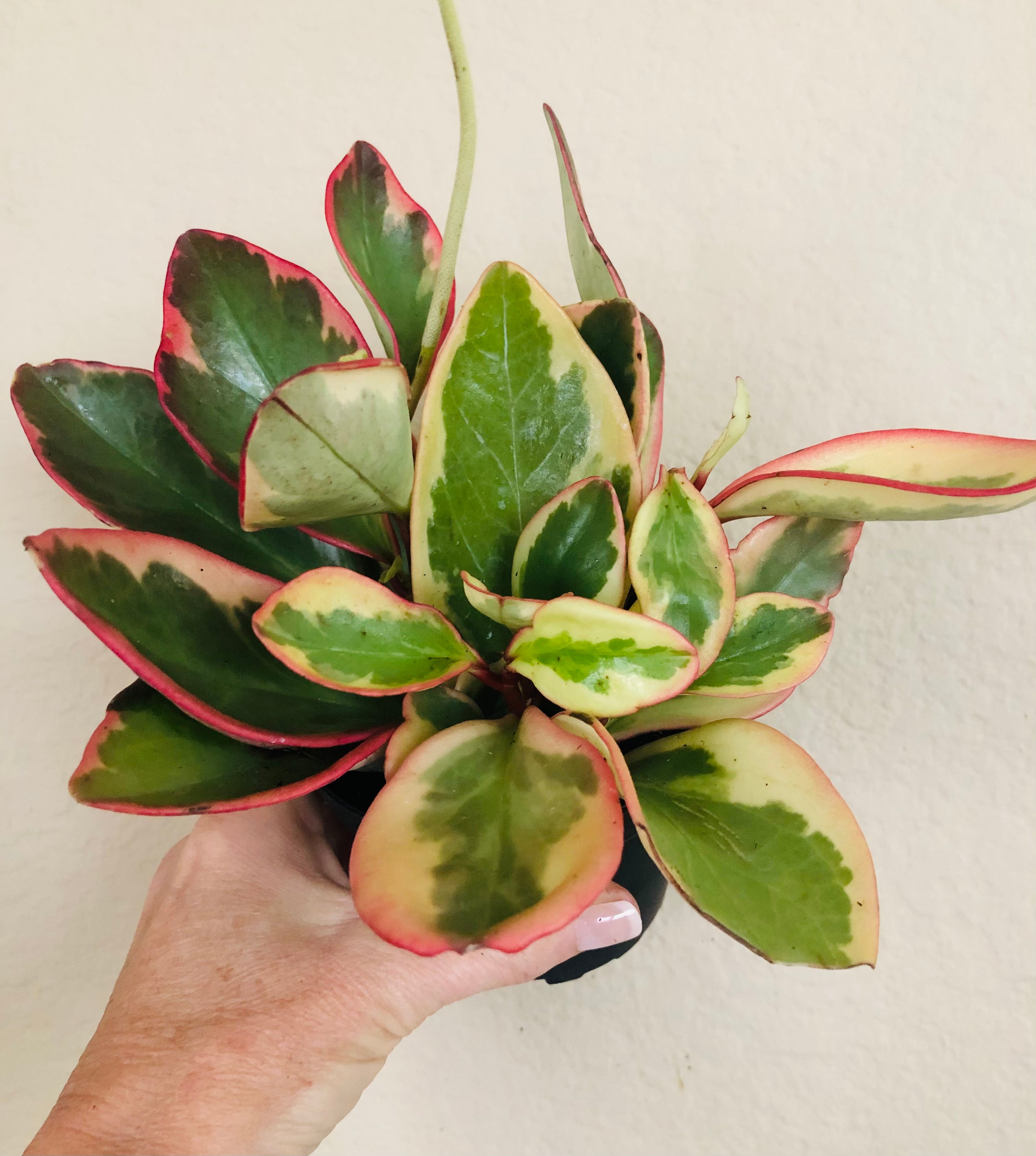 Peperomia 'Ginny'