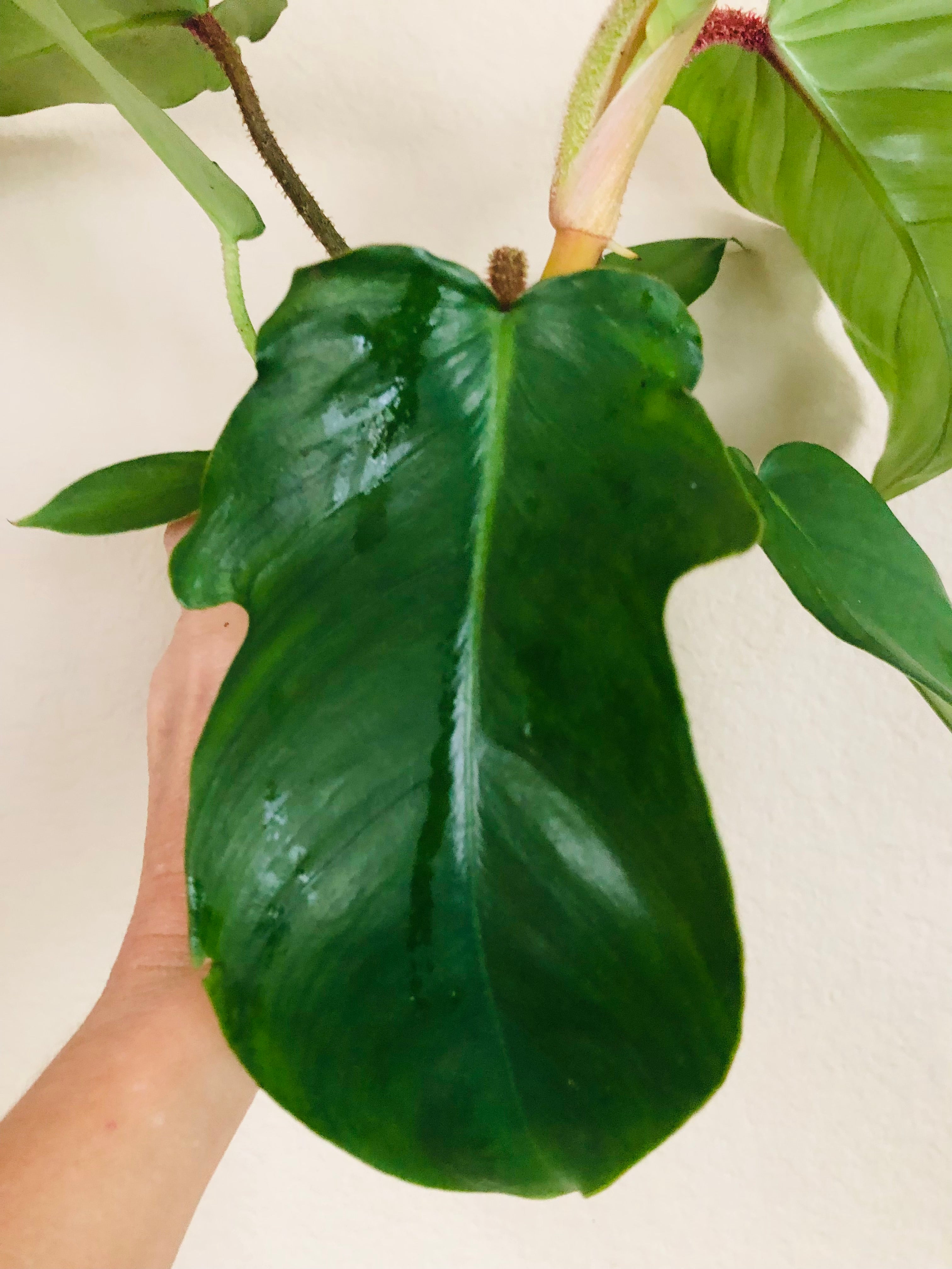 Philodendron 'Fuzzy Petiole'