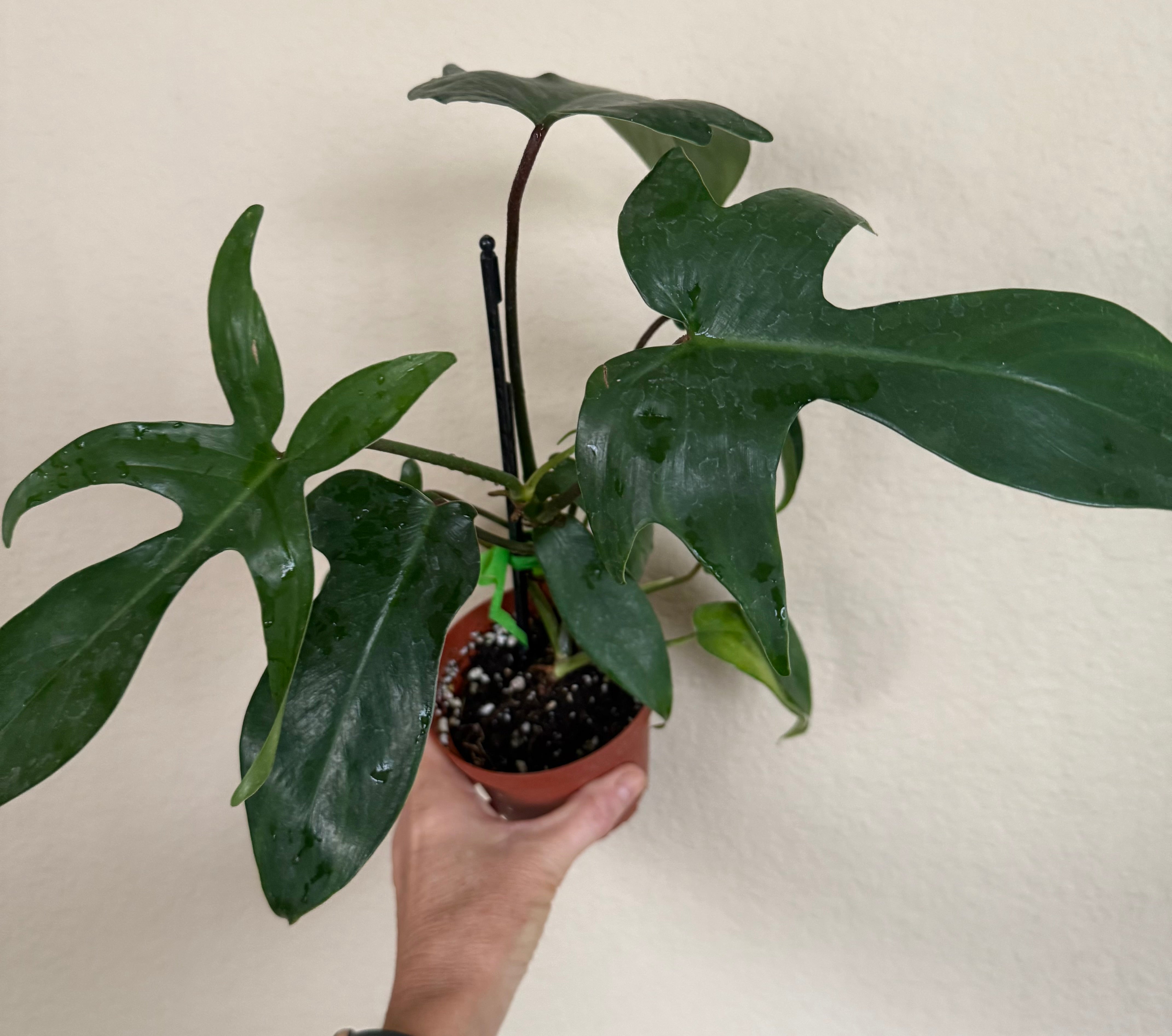 Philodendron 'Florida Green'