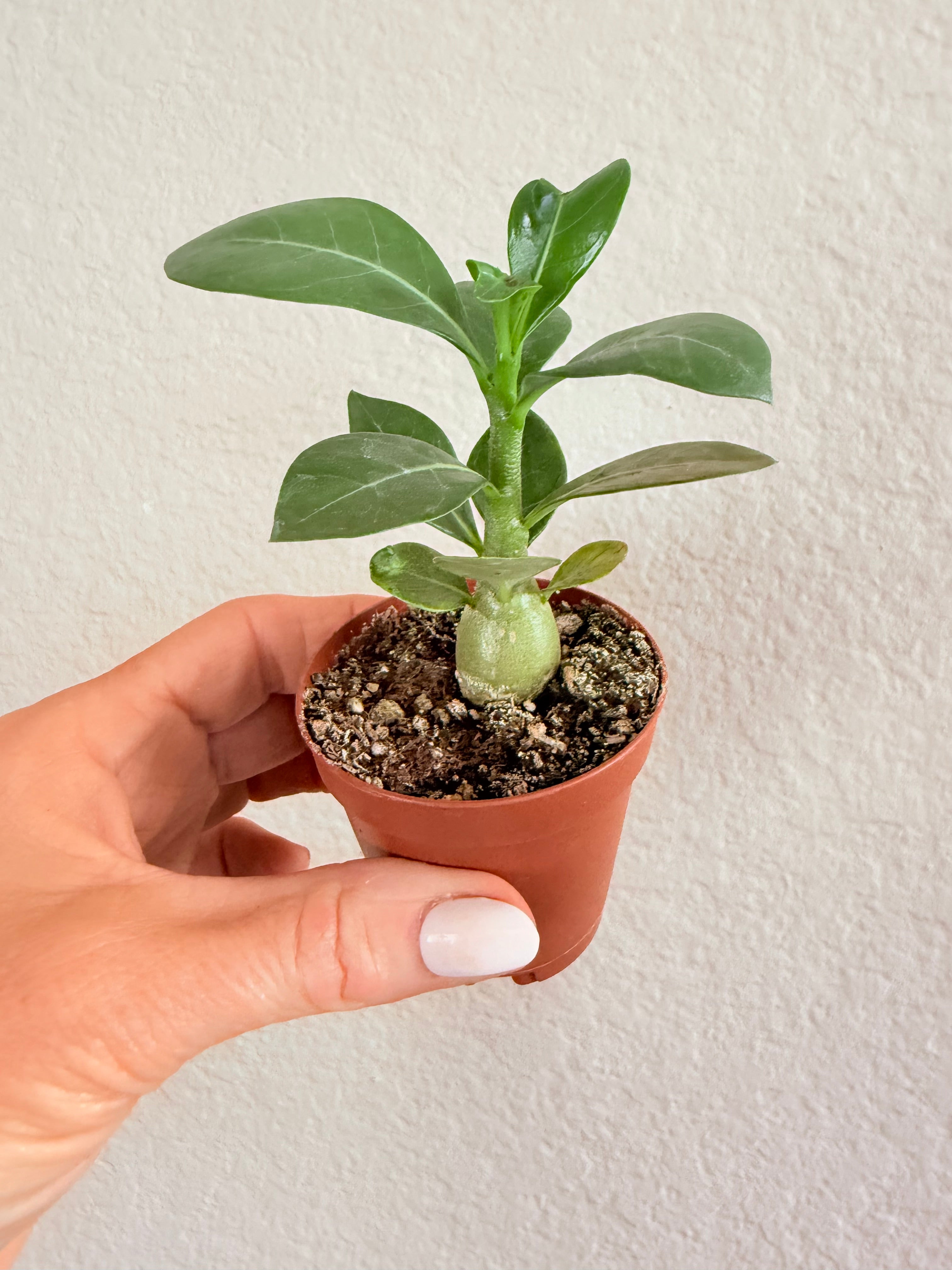 Adenium Obesum 'Desert Rose'