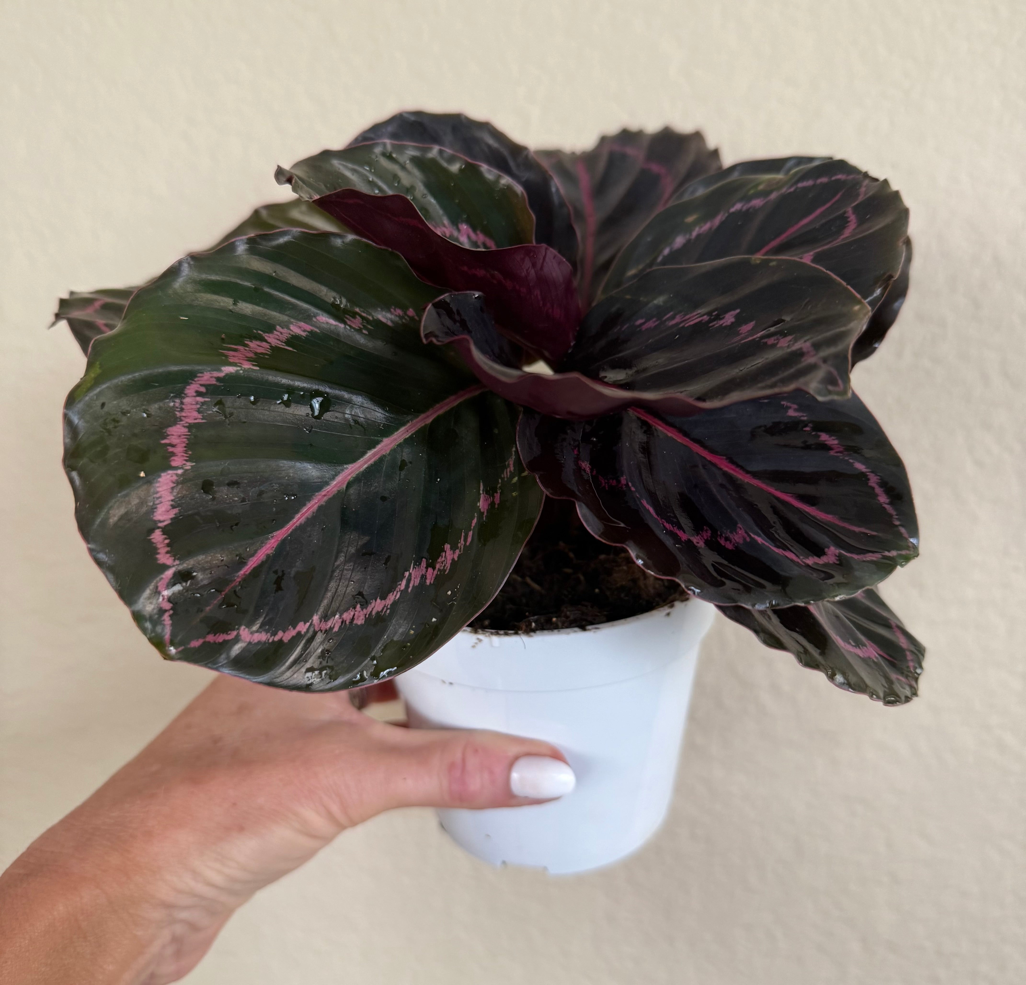 Calathea Roseopicta 'Dottie'