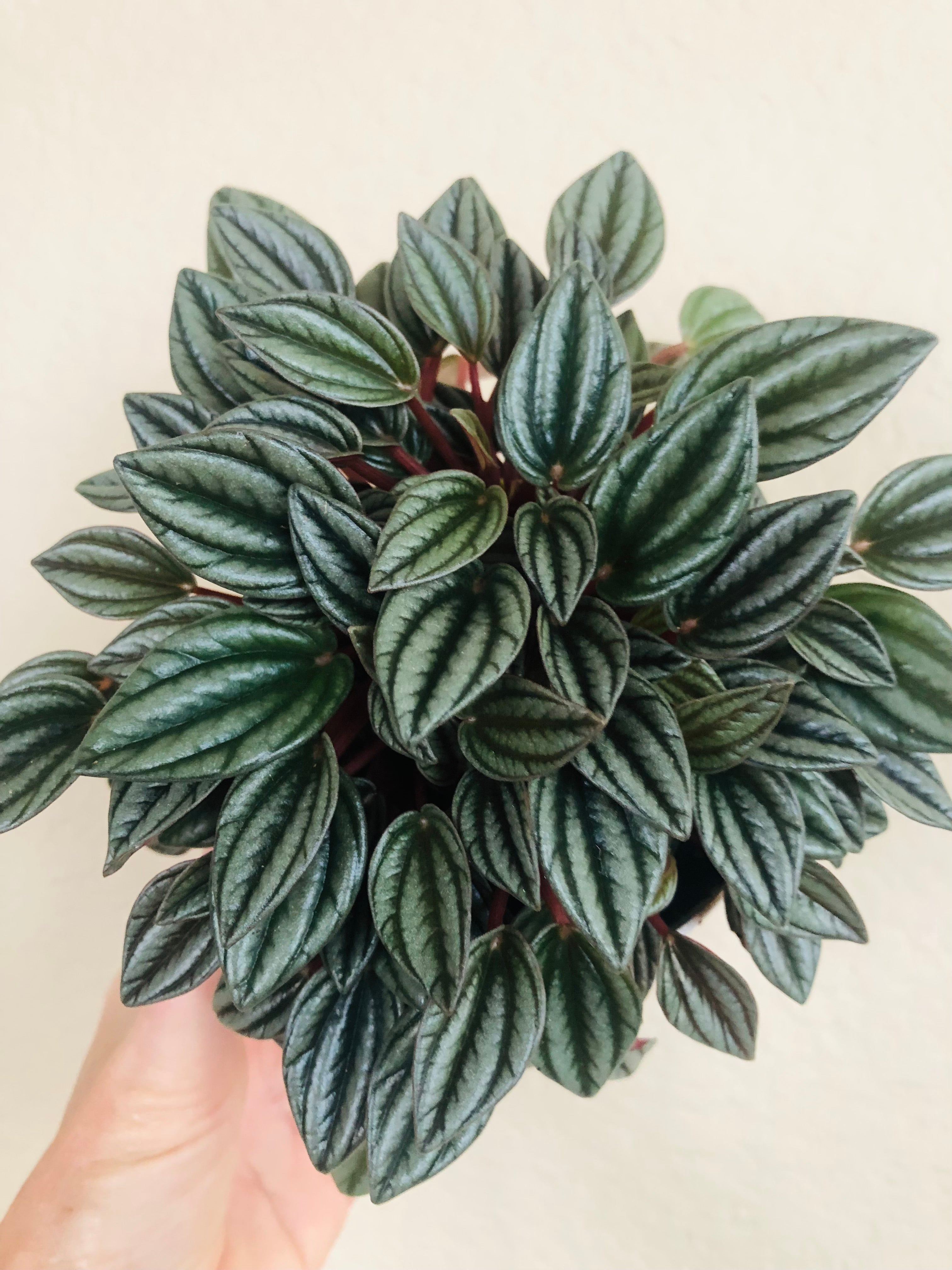 Peperomia ‘San Marino’