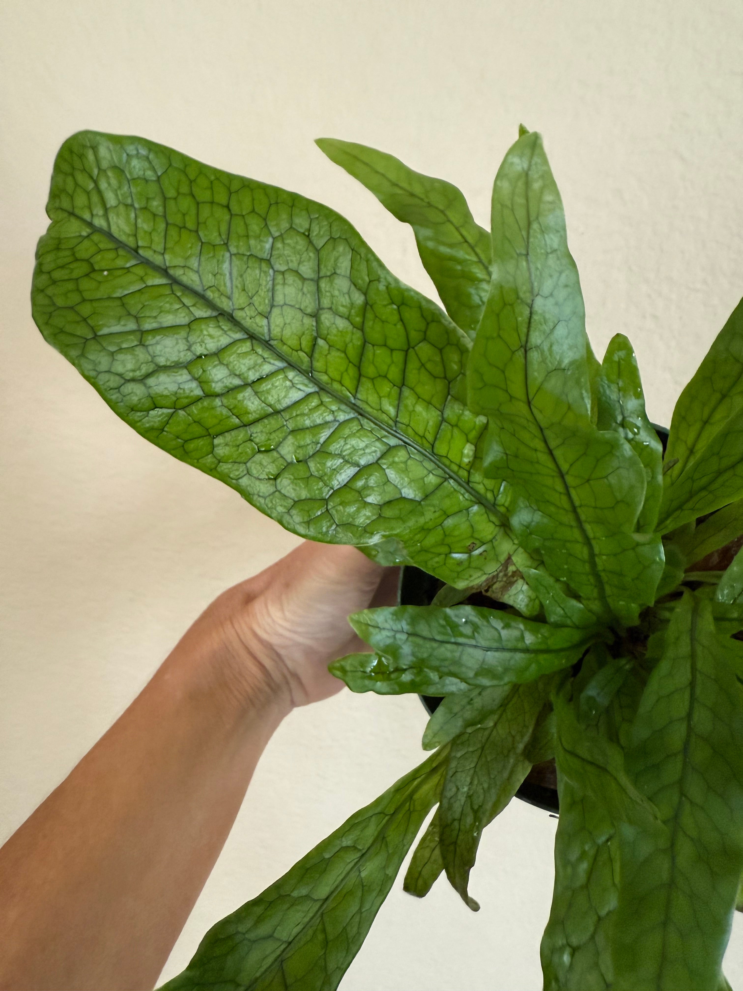 Crocodile Fern
