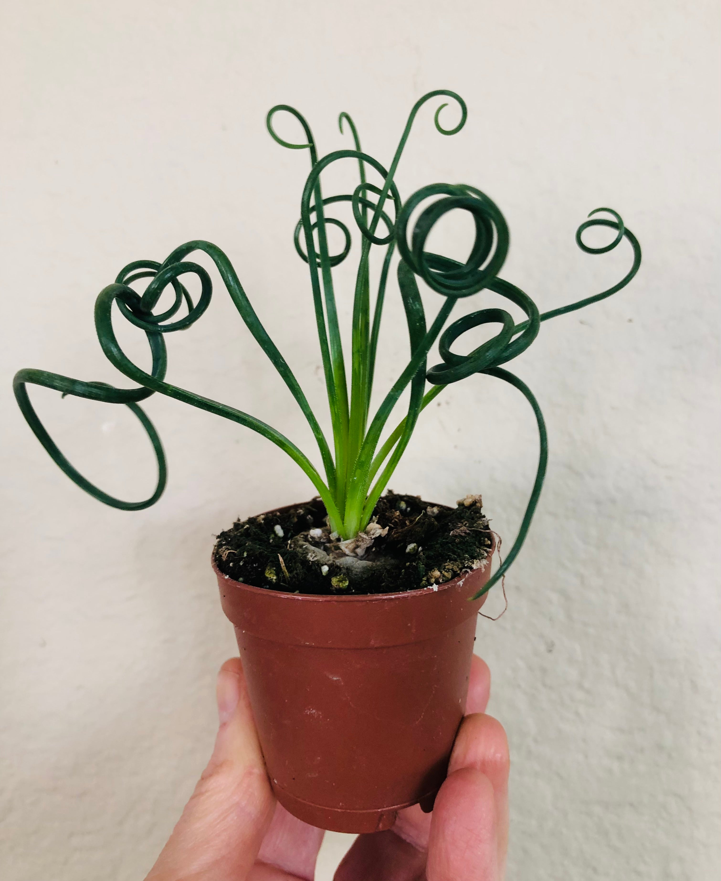 Albuca 'Frizzle Sizzle'