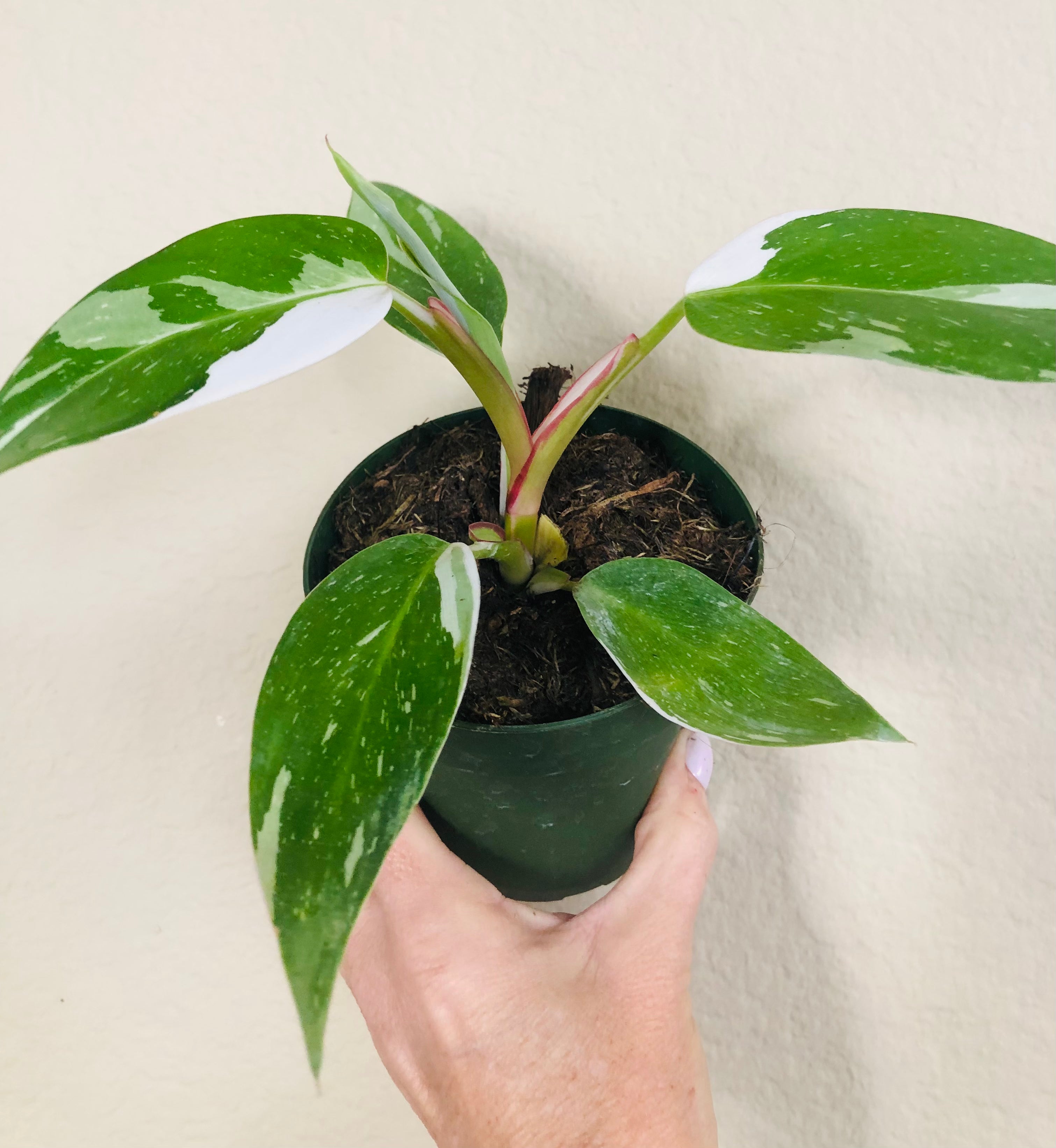 Philodendron 'White Princess'