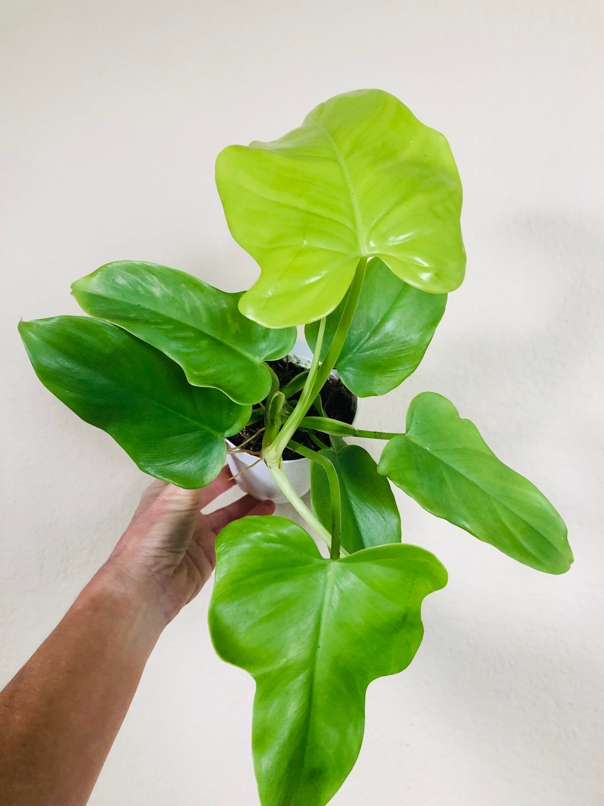 philodendron bipennifolium yellow violin Philodendron 'Golden Violin'