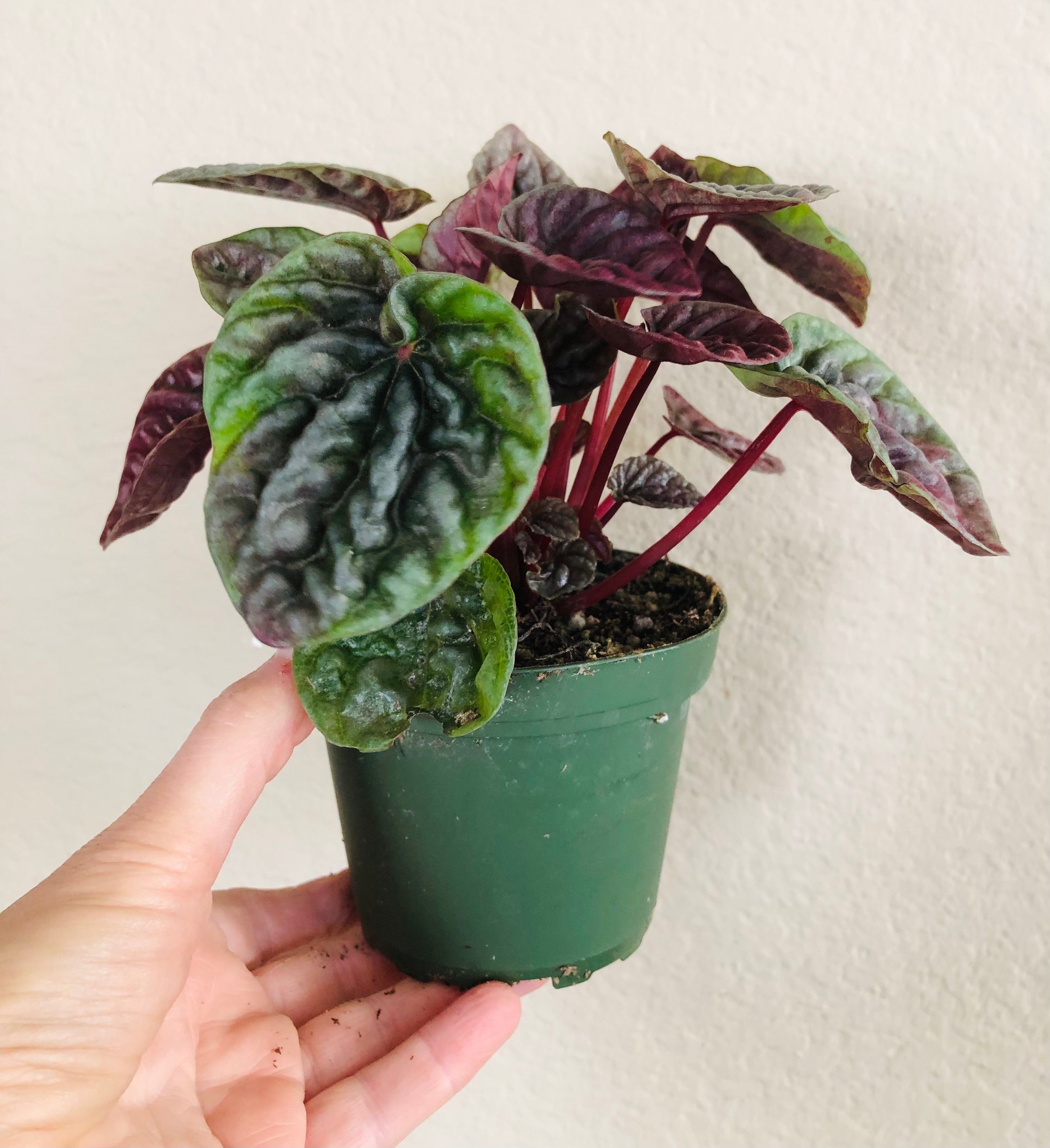 Peperomia 'Luna Red'