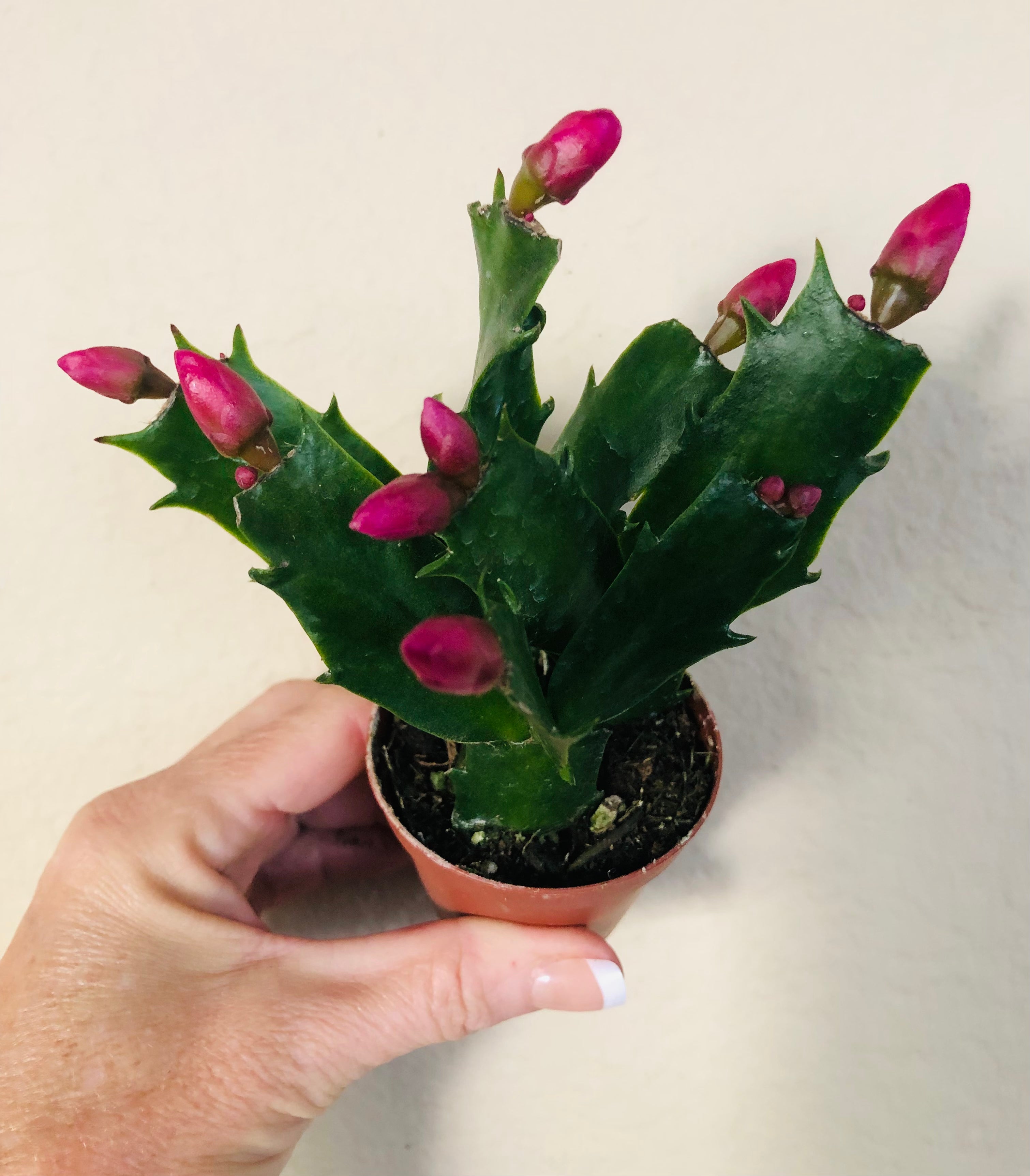 Holiday Cactus