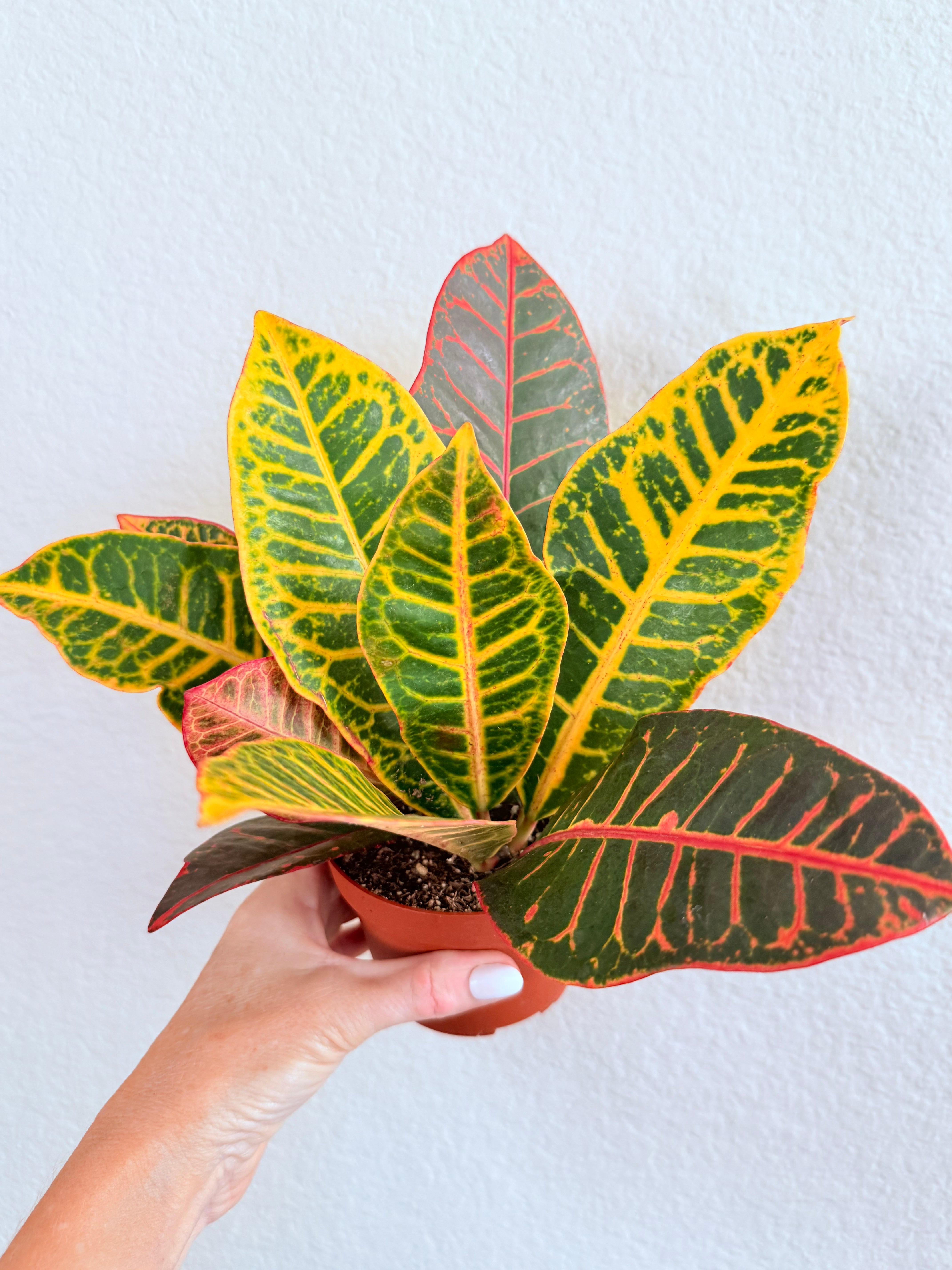 Croton Petra