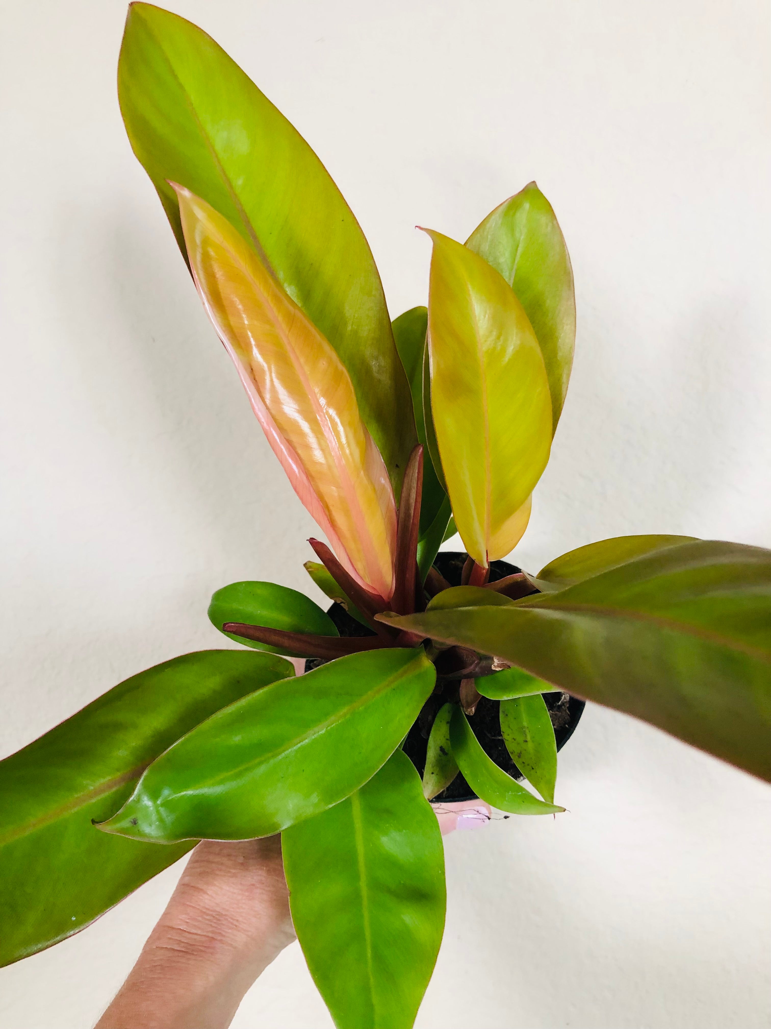 Philodendron 'Prince of Orange'
