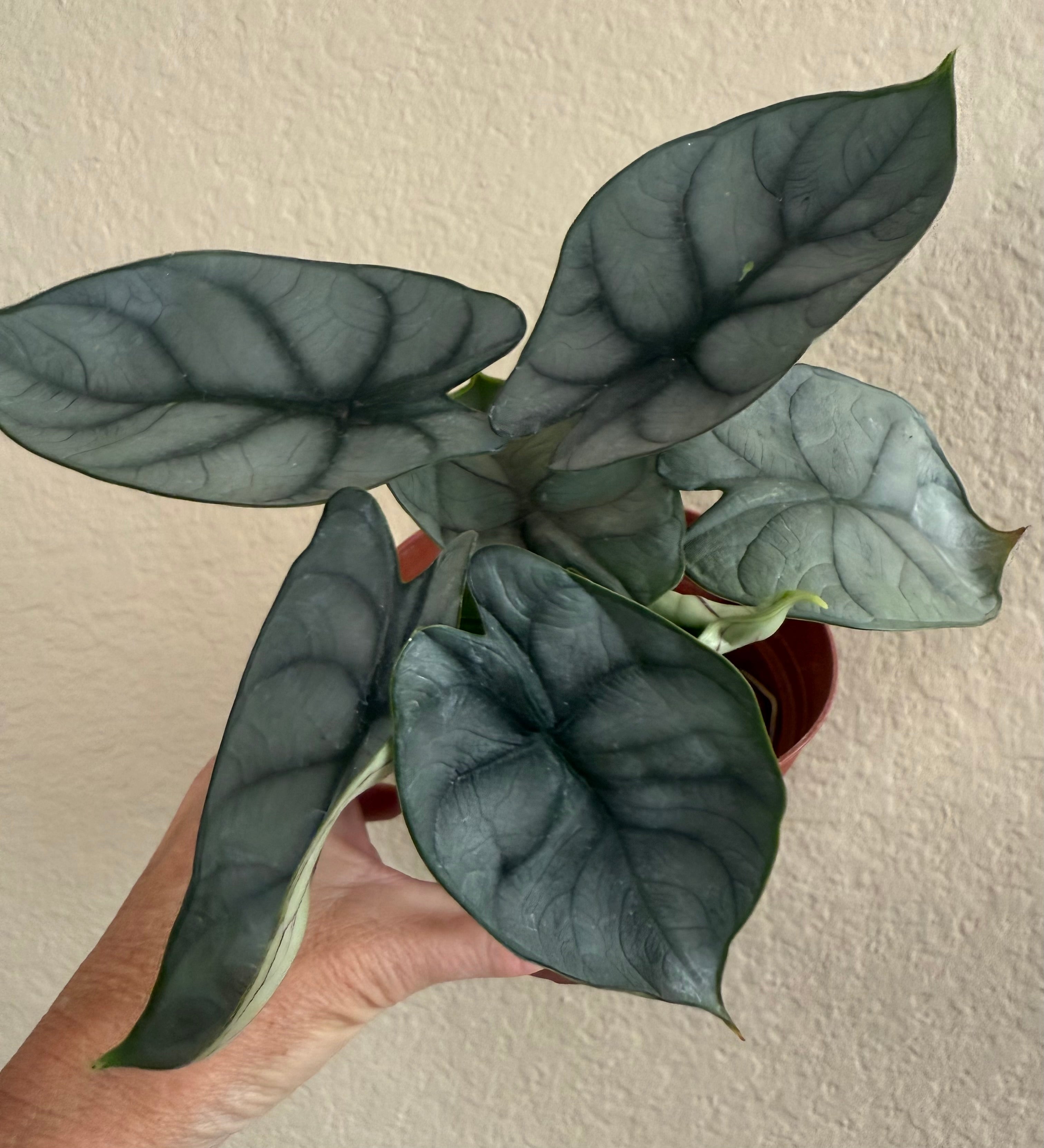 Alocasia Baginda 'Silver Dragon'